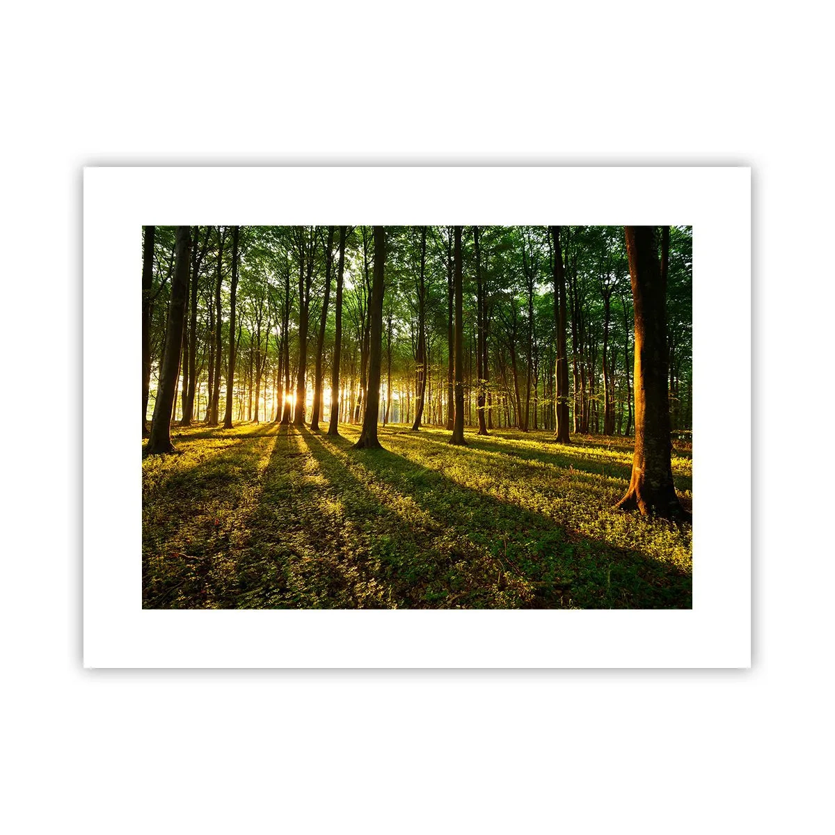 Poster - Alle Frühlingsfotografie - 40x30 cm