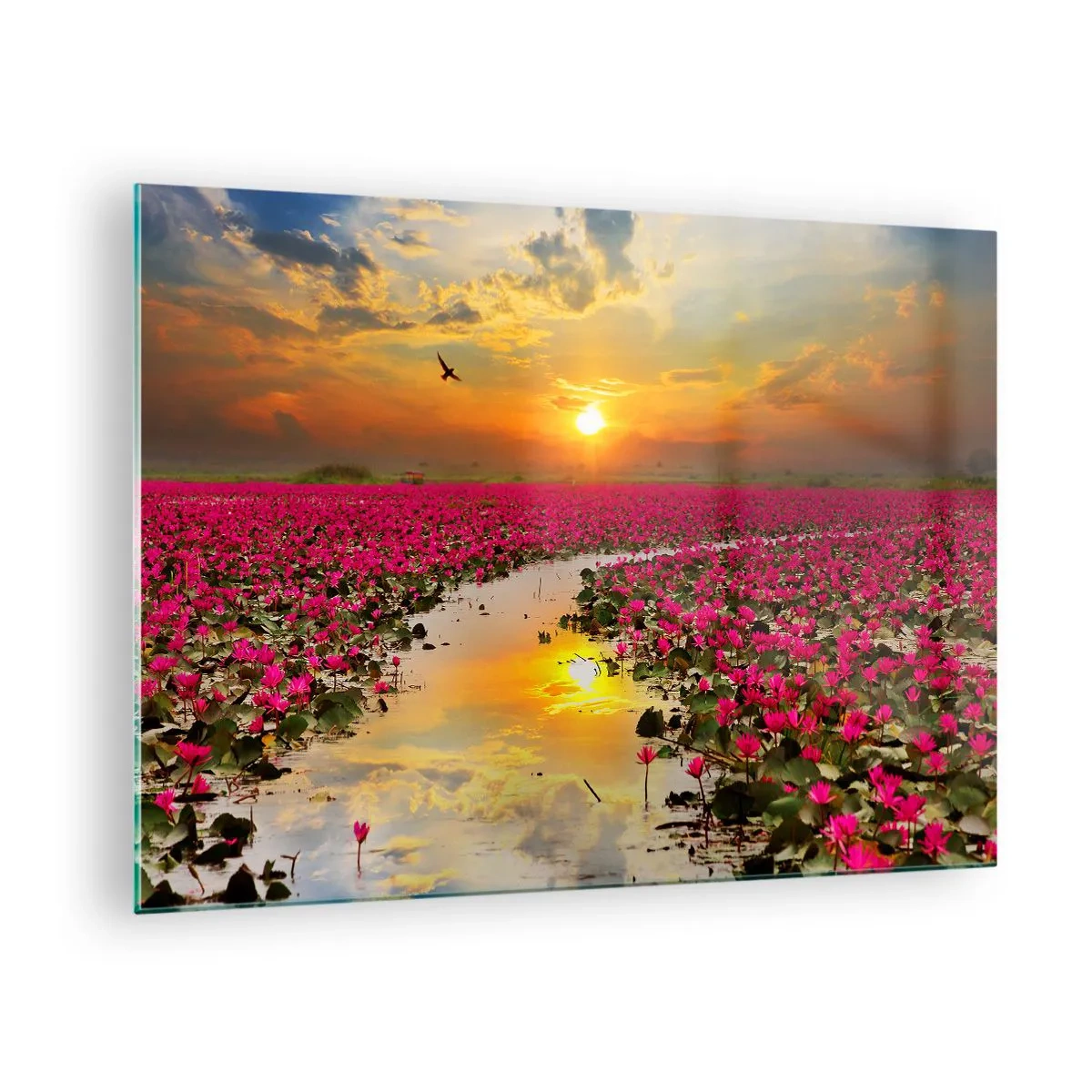 Glasbild - Bild auf glas - Rosa Seerosen auf einem See bei Sonnenuntergang - 70x50cm - Das geheime Leben des Sees - Moderne Wanddekoration für Wohnzimmer und Schlafzimmer ARTTOR