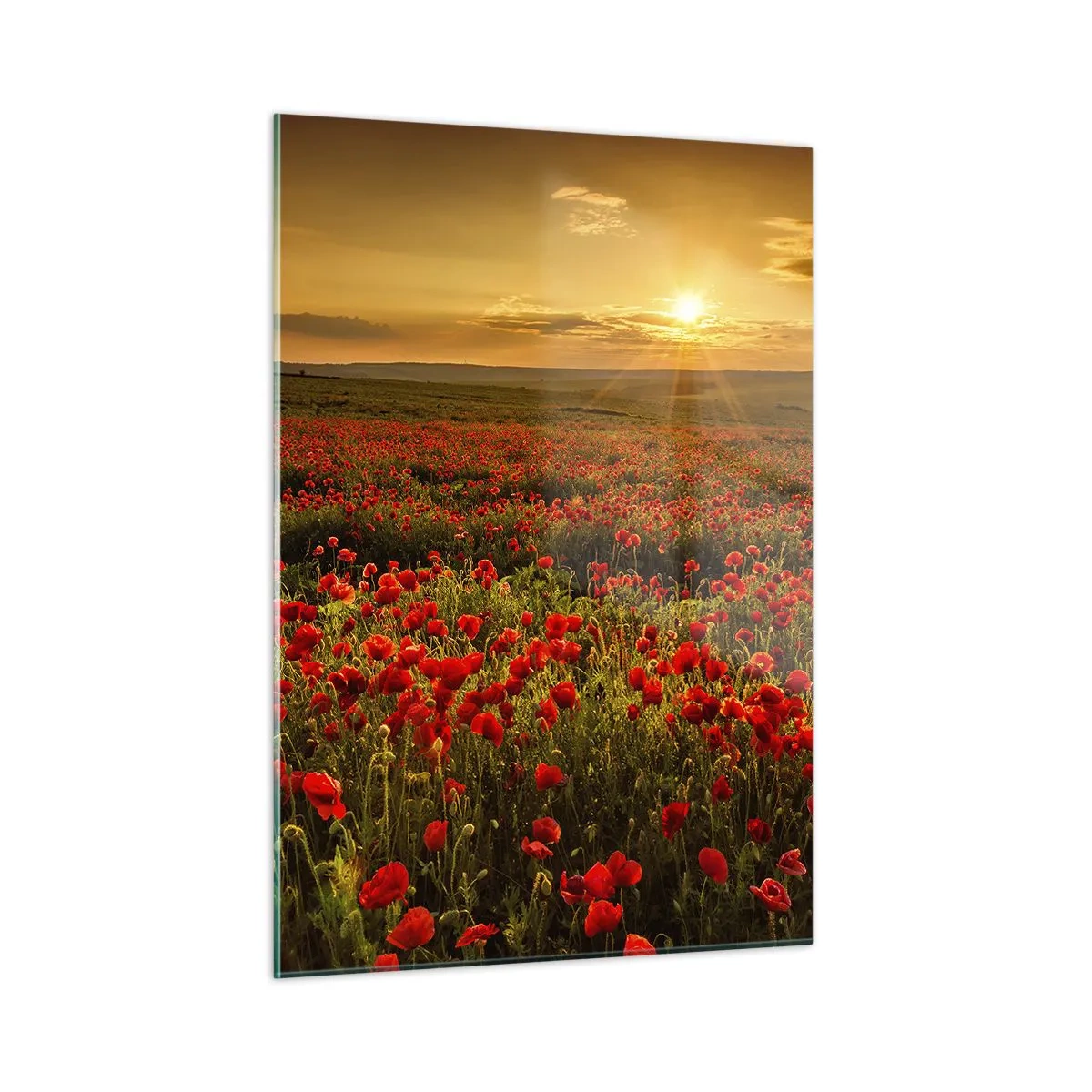 Glasbild - Bild auf glas - Ein Mohnfeld, beleuchtet von den Strahlen der untergehenden Sonne - 50x70cm - Unter den Wellen raschelnder Wiesen, unter den Blumen der Flut - Moderne Wanddekoration für Wohnzimmer und Schlafzimmer ARTTOR