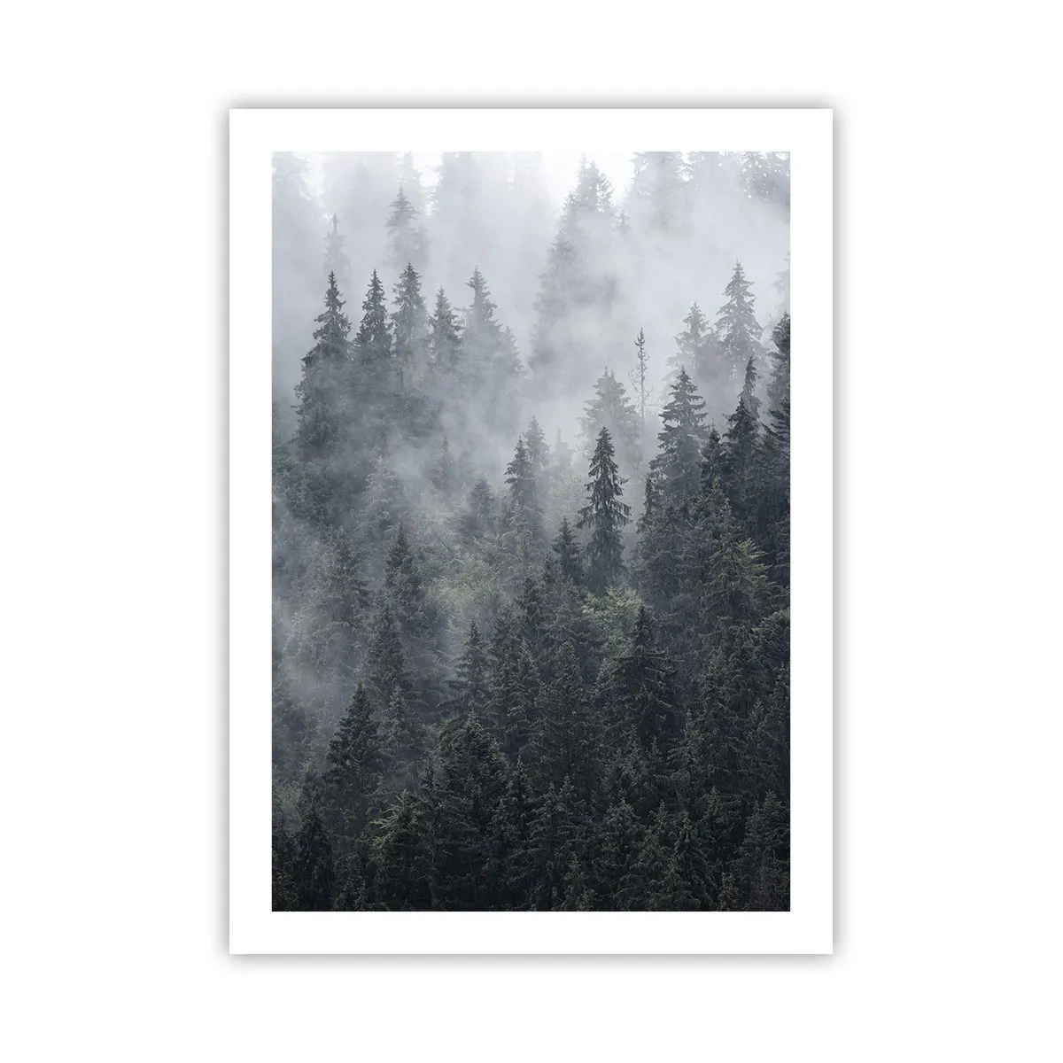 Poster - Ein nebliger Wald mit hohen Nadelbäumen - 50x70cm - Walddämmerung - Moderne Wanddekoration für Wohnzimmer und Schlafzimmer ARTTOR
