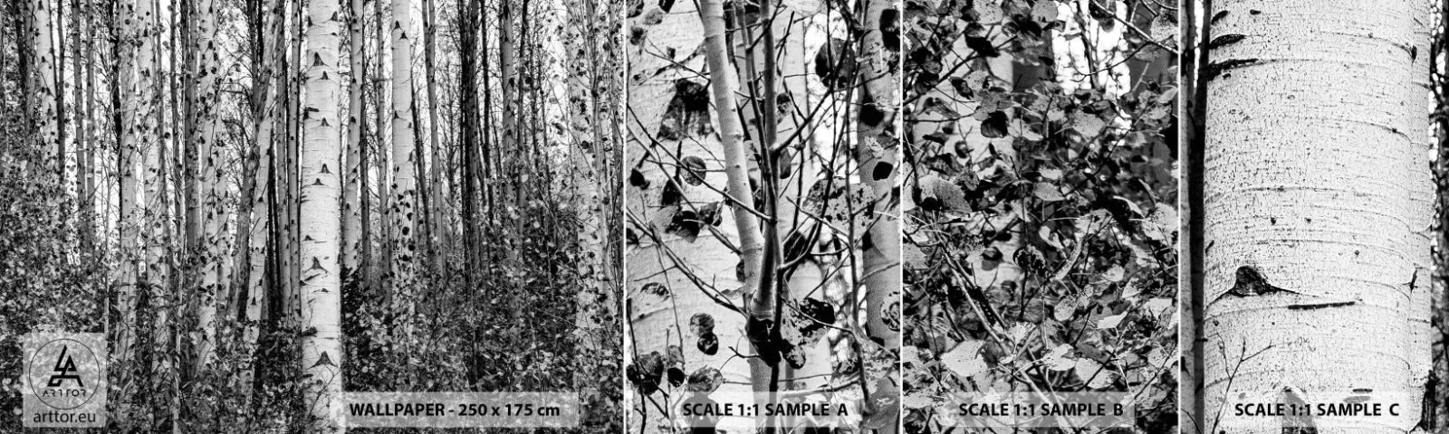 Fototapetenmuster Standard Eco - Birkenkolonnade - Wald, Birke, Natur - 100x30 cm