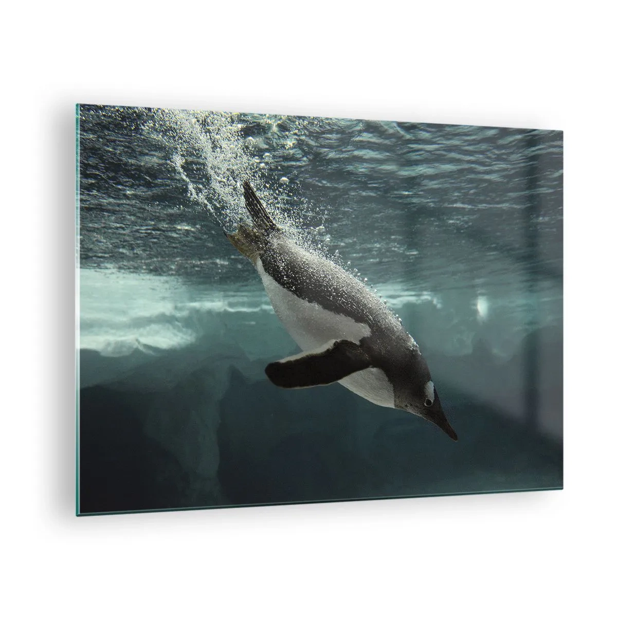 Glasbild - Bild auf glas - Pinguin unter Wasser - 70x50cm - Willkommen in meiner Welt - Moderne Wanddekoration für Wohnzimmer und Schlafzimmer ARTTOR