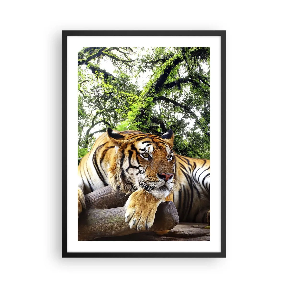 Poster in einem schwarzem Rahmen - Ein Tiger ruht zwischen den grünen Bäumen - 50x70cm - Hochachtungsvoll - Moderne Wanddekoration für Wohnzimmer und Schlafzimmer ARTTOR