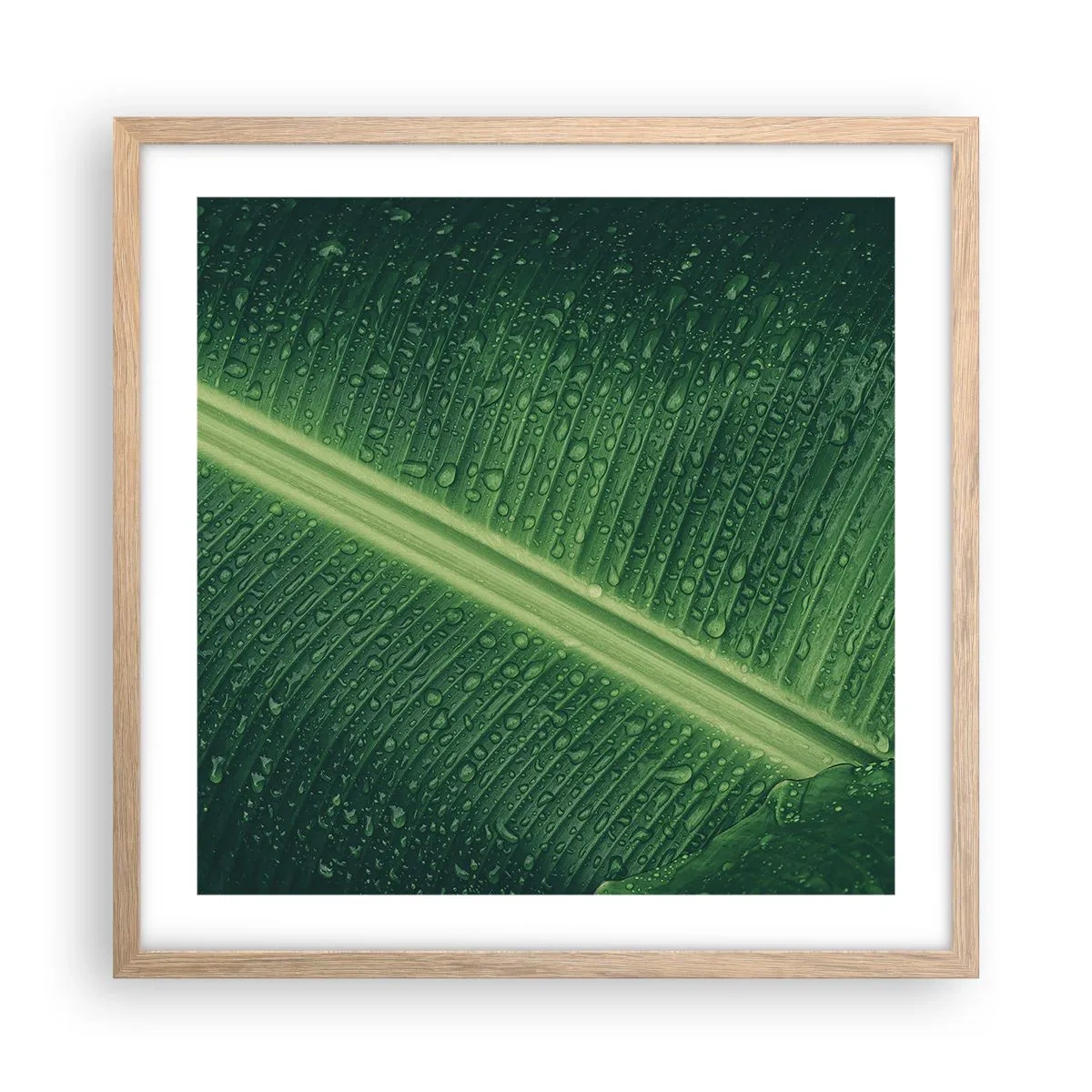 Poster in einem Rahmen aus heller Eiche - Die Struktur des Grüns - 50x50 cm
