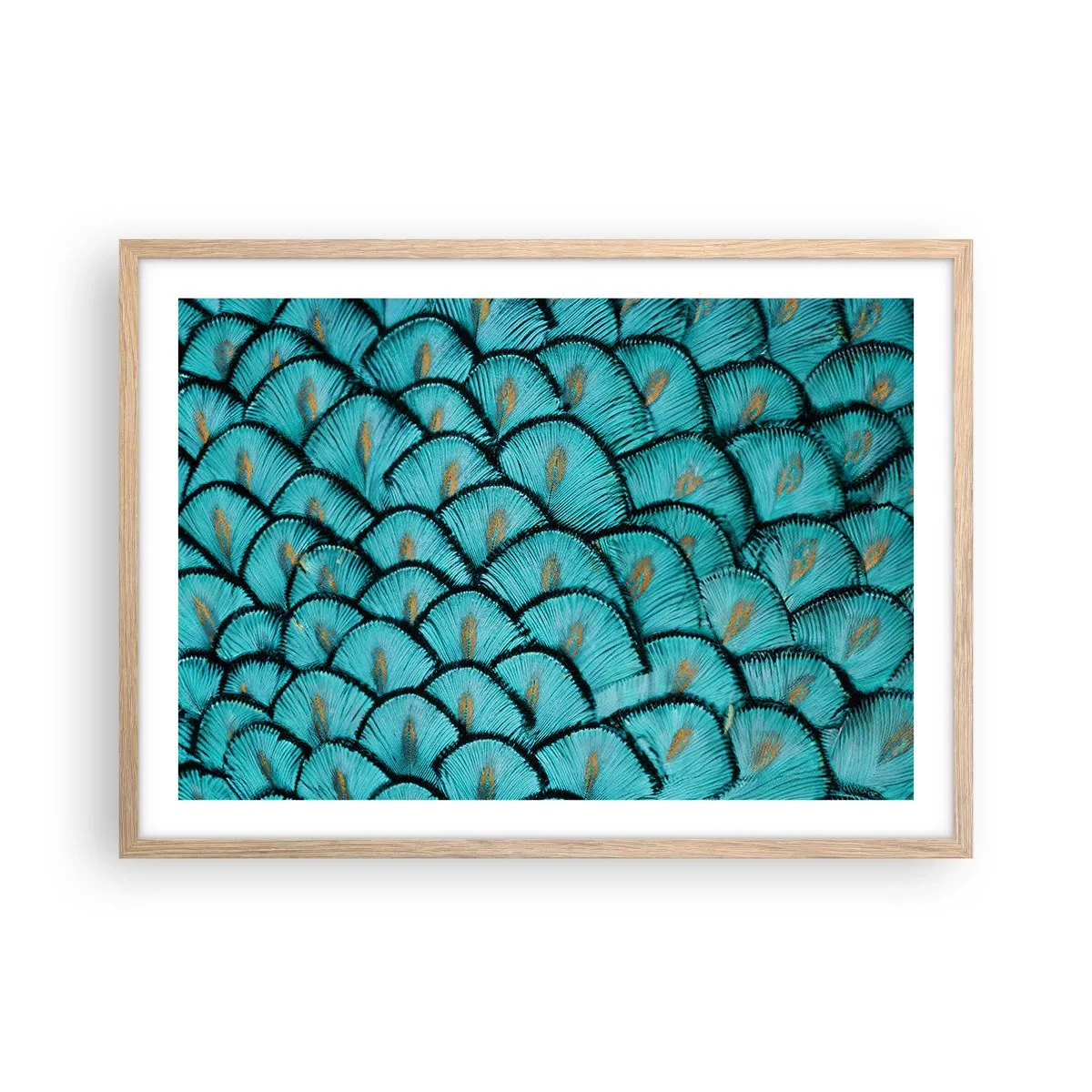Poster in einem Rahmen aus heller Eiche - Große Federgala - 70x50 cm