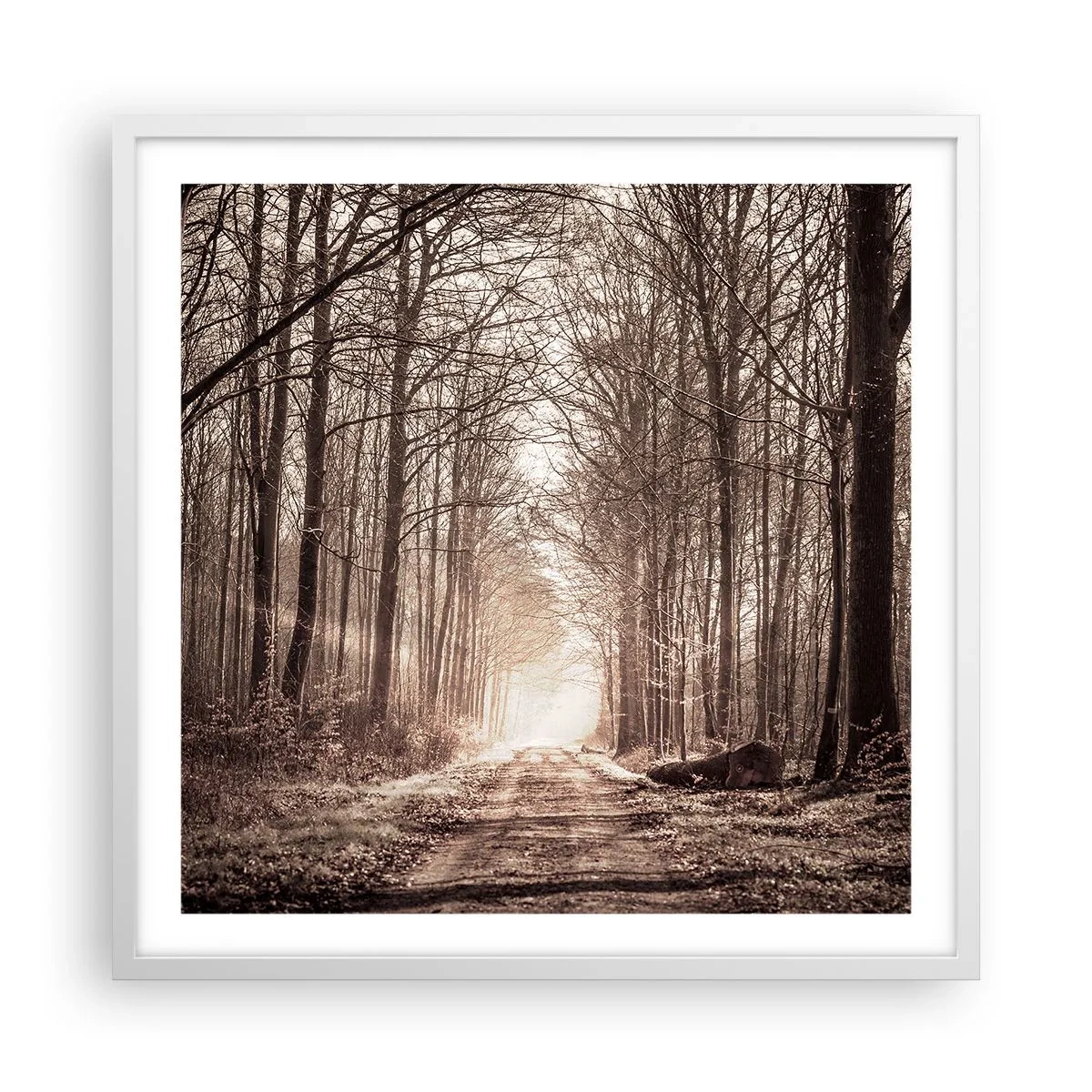 Poster in einem weißen Rahmen - Waldkathedrale - 60x60 cm