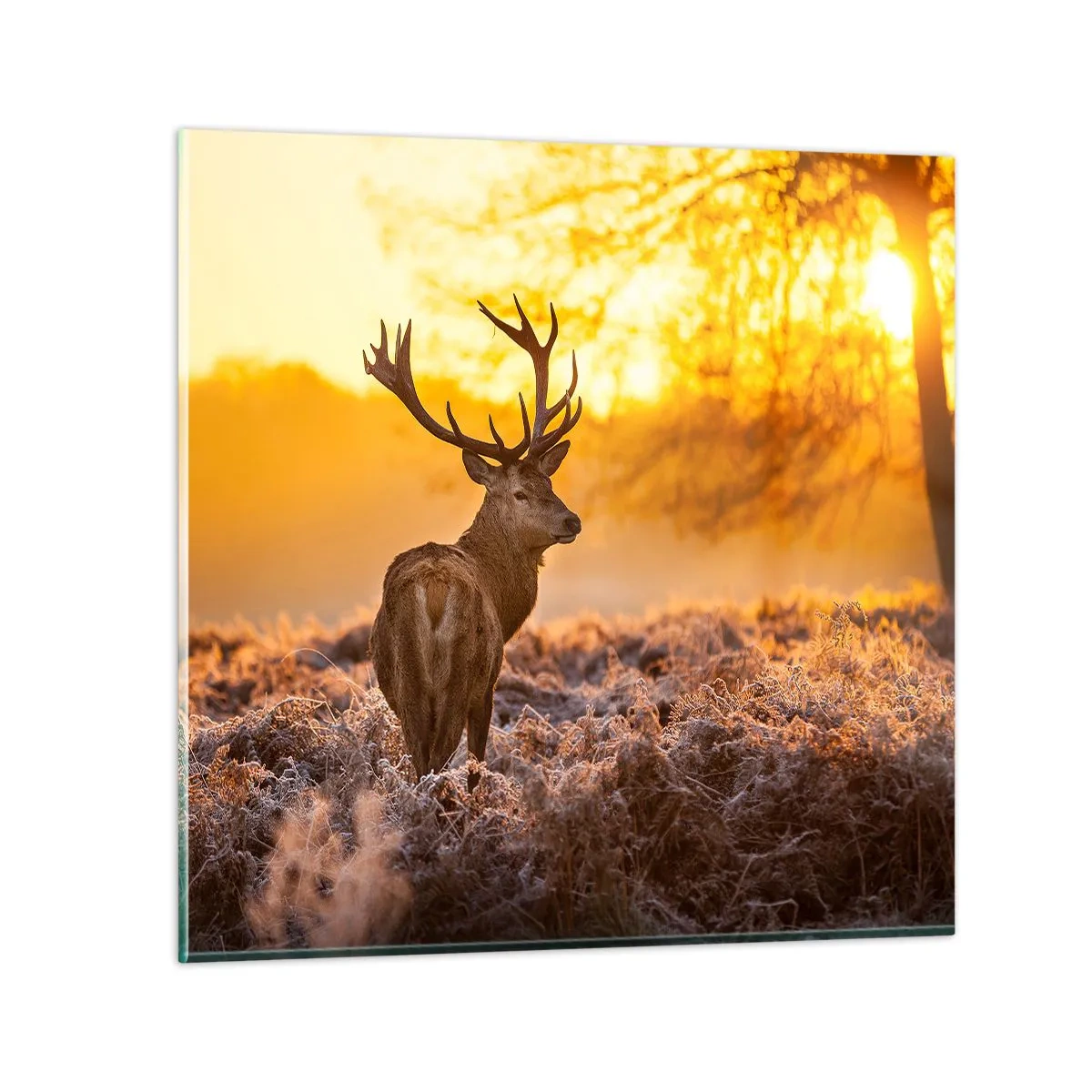 Glasbild - Bild auf glas - König des Herbstwaldes - 60x60 cm