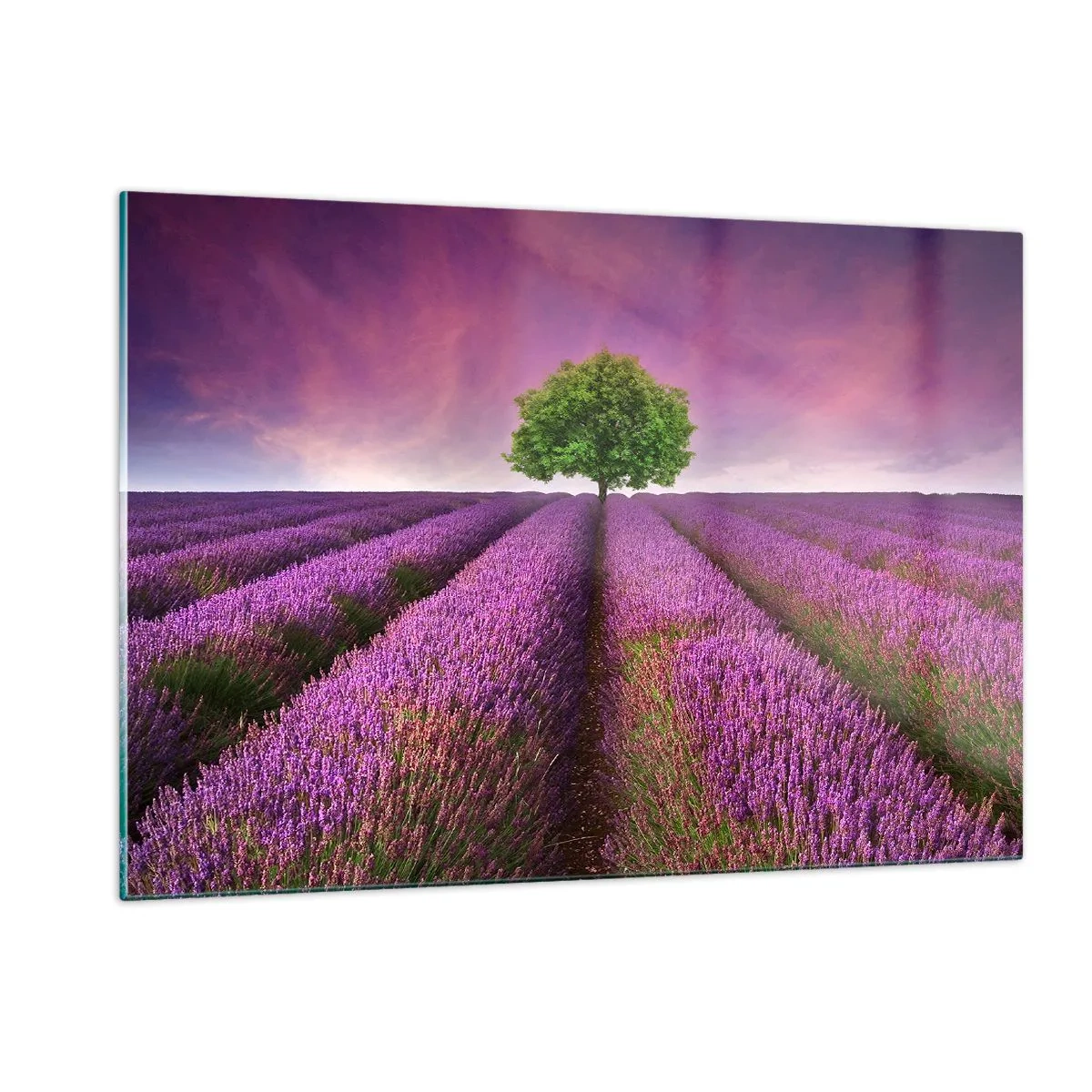 Glasbild - Bild auf glas - Ein Lavendelfeld mit einem einsamen Baum vor dem Himmel - 120x80cm - Auf Lavendelfeldern - Moderne Wanddekoration für Wohnzimmer und Schlafzimmer ARTTOR