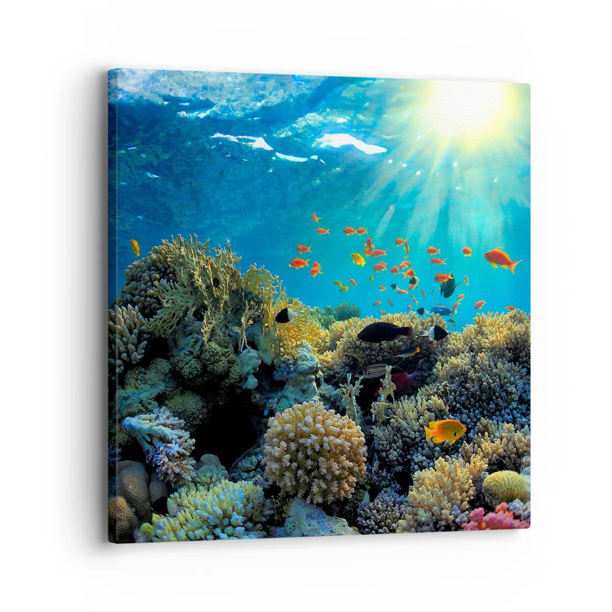 Bild auf Leinwand - Leinwandbild - Unterwasserschätze - 30x30 cm