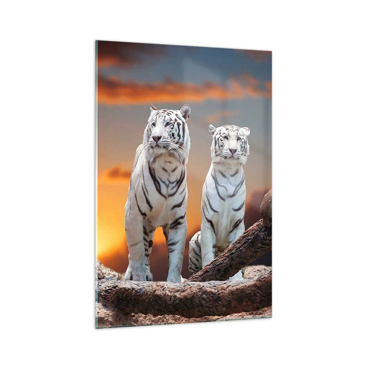 Glasbild - Bild auf glas - Weiße Tiger in der untergehenden Sonne vor der Kulisse der Natur - 70x100cm - Genau wie Narnia - Moderne Wanddekoration für Wohnzimmer und Schlafzimmer ARTTOR