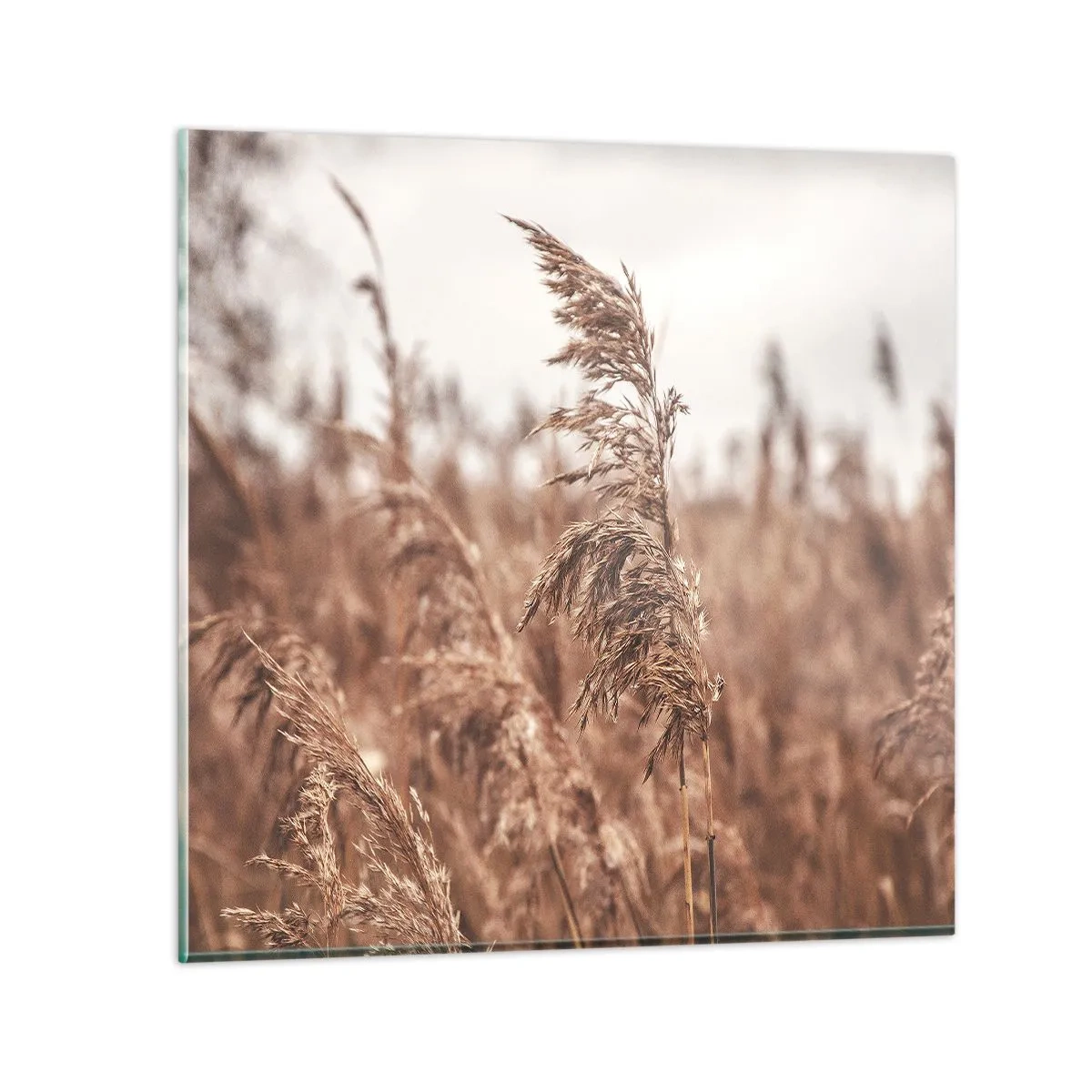 Glasbild - Bild auf glas - Auf den Feldern ist es schon Herbst - 50x50 cm