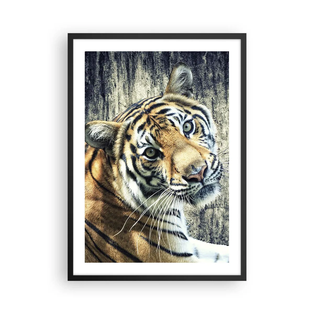 Poster in einem schwarzem Rahmen - Nahaufnahme eines Tigers vor einer natürlichen Wand - 50x70cm - Portrait in Lichtstrahlen - Moderne Wanddekoration für Wohnzimmer und Schlafzimmer ARTTOR
