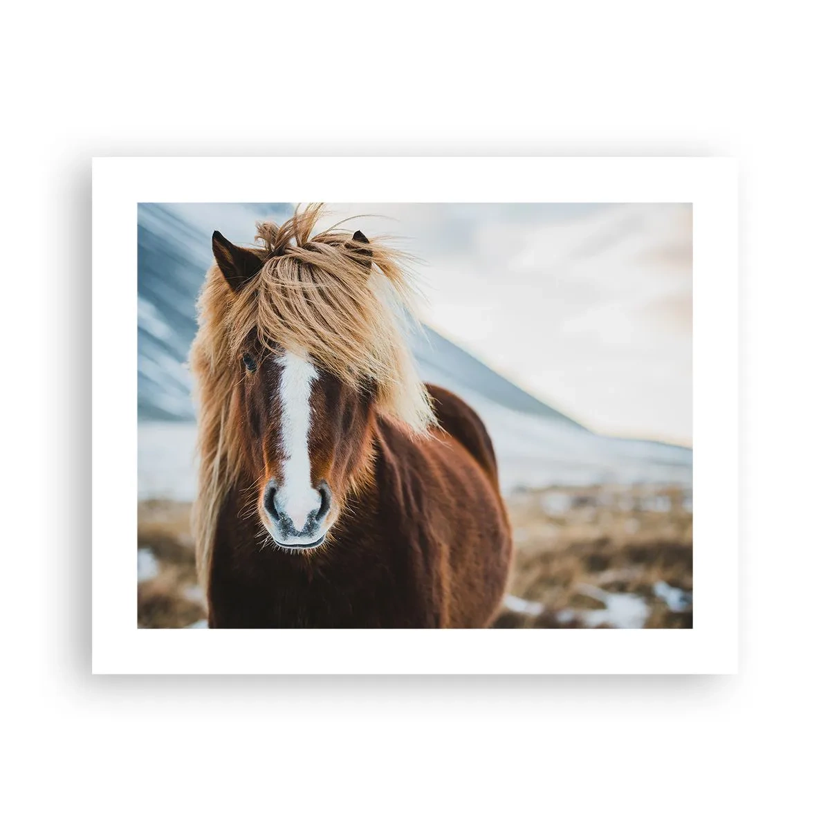 Poster - Spürst du die Freiheit? - 50x40 cm