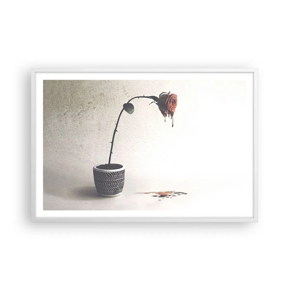 Poster in einem weißen Rahmen - Rosa dolorosa - 91x61 cm