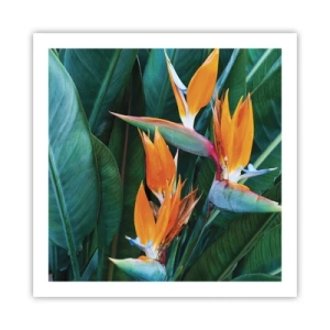 Poster - Ist es eine Blume oder ist es ein Vogel? - 60x60 cm