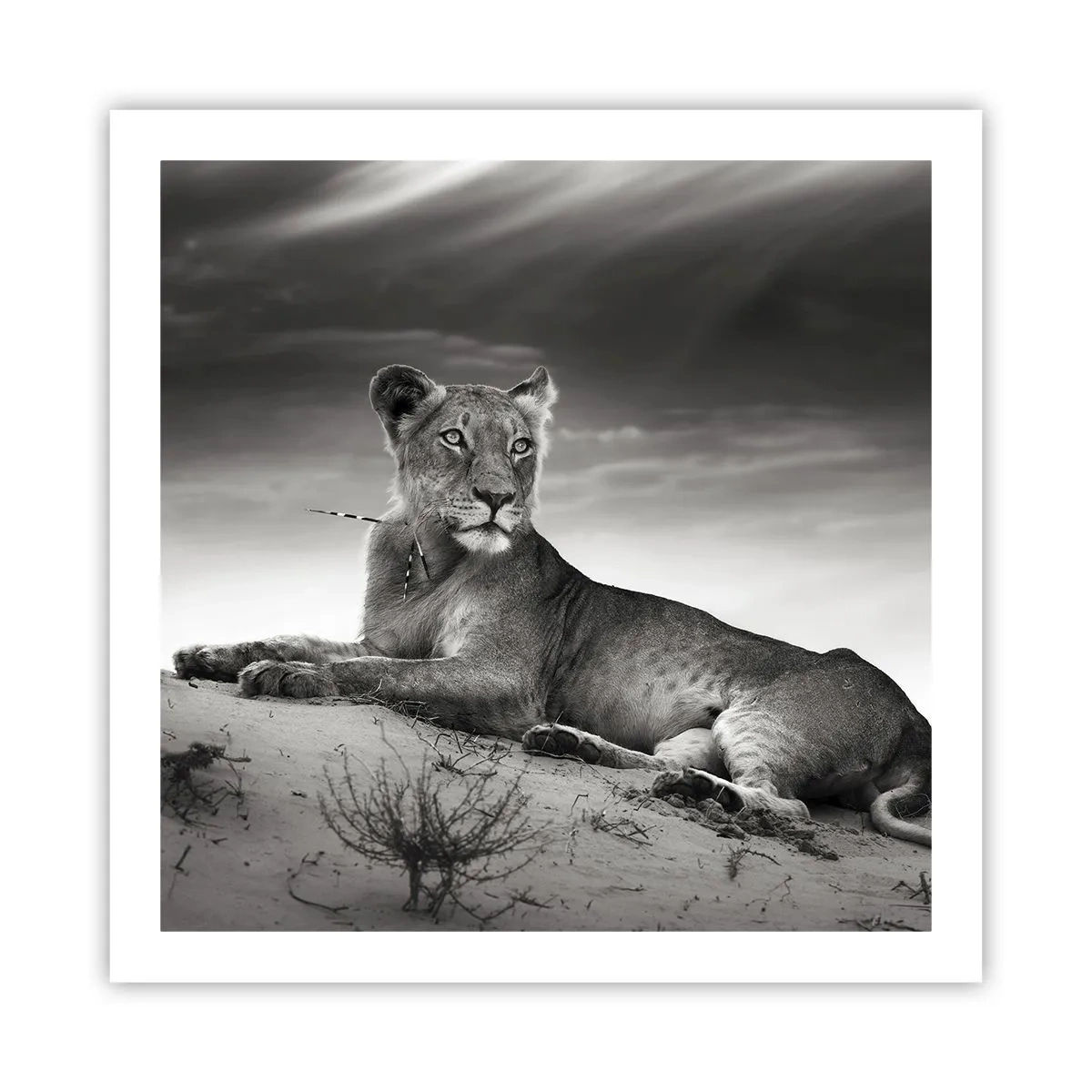 Poster - Die Königin der Wüstenruhe - 60x60 cm