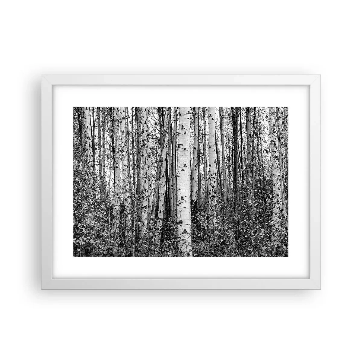 Poster in einem weißen Rahmen - Birkenkolonnade - 40x30 cm