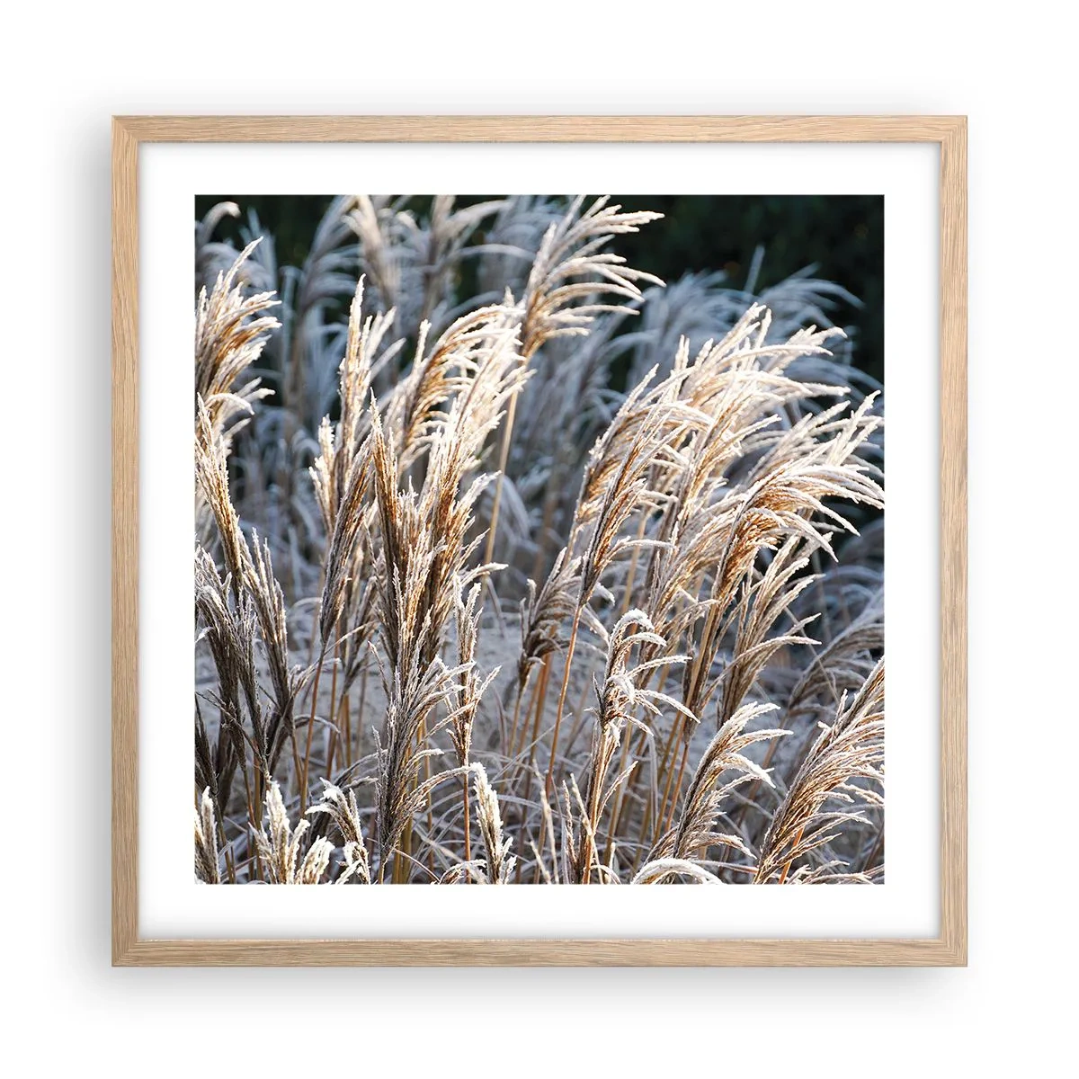 Poster in einem Rahmen aus heller Eiche - Gekleidet mit Frost - 50x50 cm