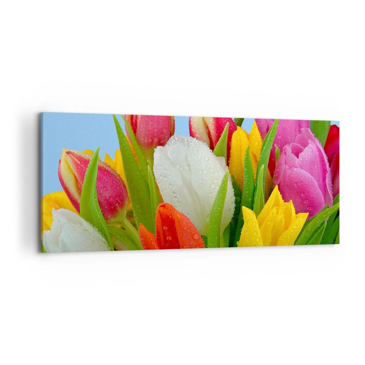 Bild auf Leinwand - Leinwandbild - Bunte Tulpen mit Tautropfen auf blauem Hintergrund bedeckt - 120x50cm - Ein blumiger Regenbogen in Tautropfen - Moderne Wanddekoration für Wohnzimmer und Schlafzimmer ARTTOR