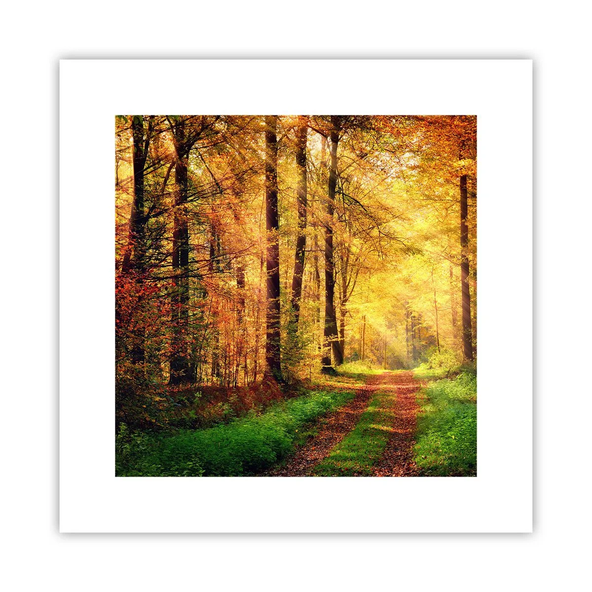 Poster - Waldgoldene Stille - 30x30 cm