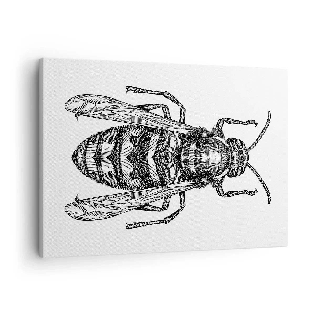 Bild auf Leinwand - Leinwandbild - Ein Cartoon-Wespenmotiv auf weißem Hintergrund im minimalistischen Stil. - 70x50cm - Von einem Insektenplaneten - Moderne Wanddekoration für Wohnzimmer und Schlafzimmer ARTTOR