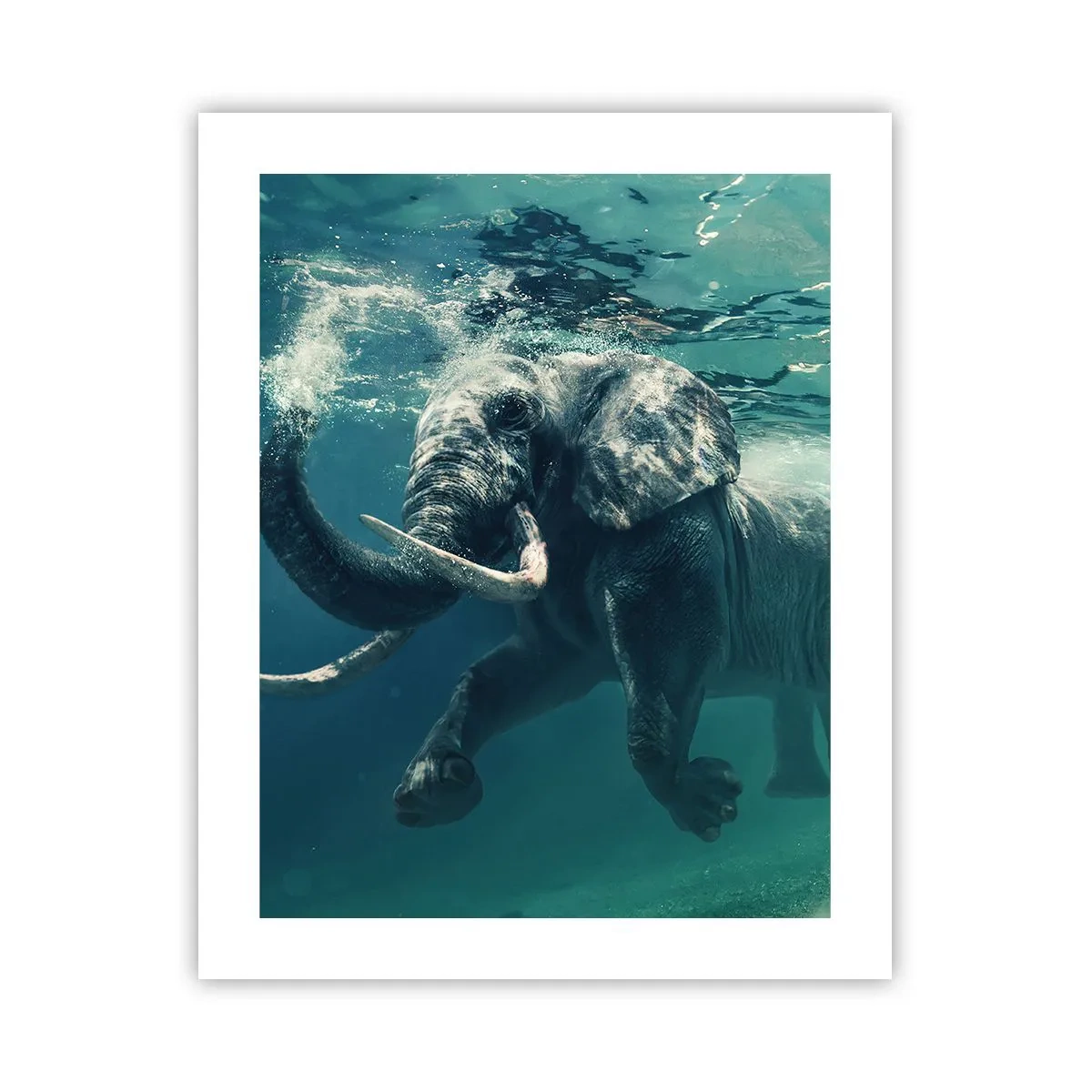 Poster - Jeder schwimmt gerne - 40x50 cm