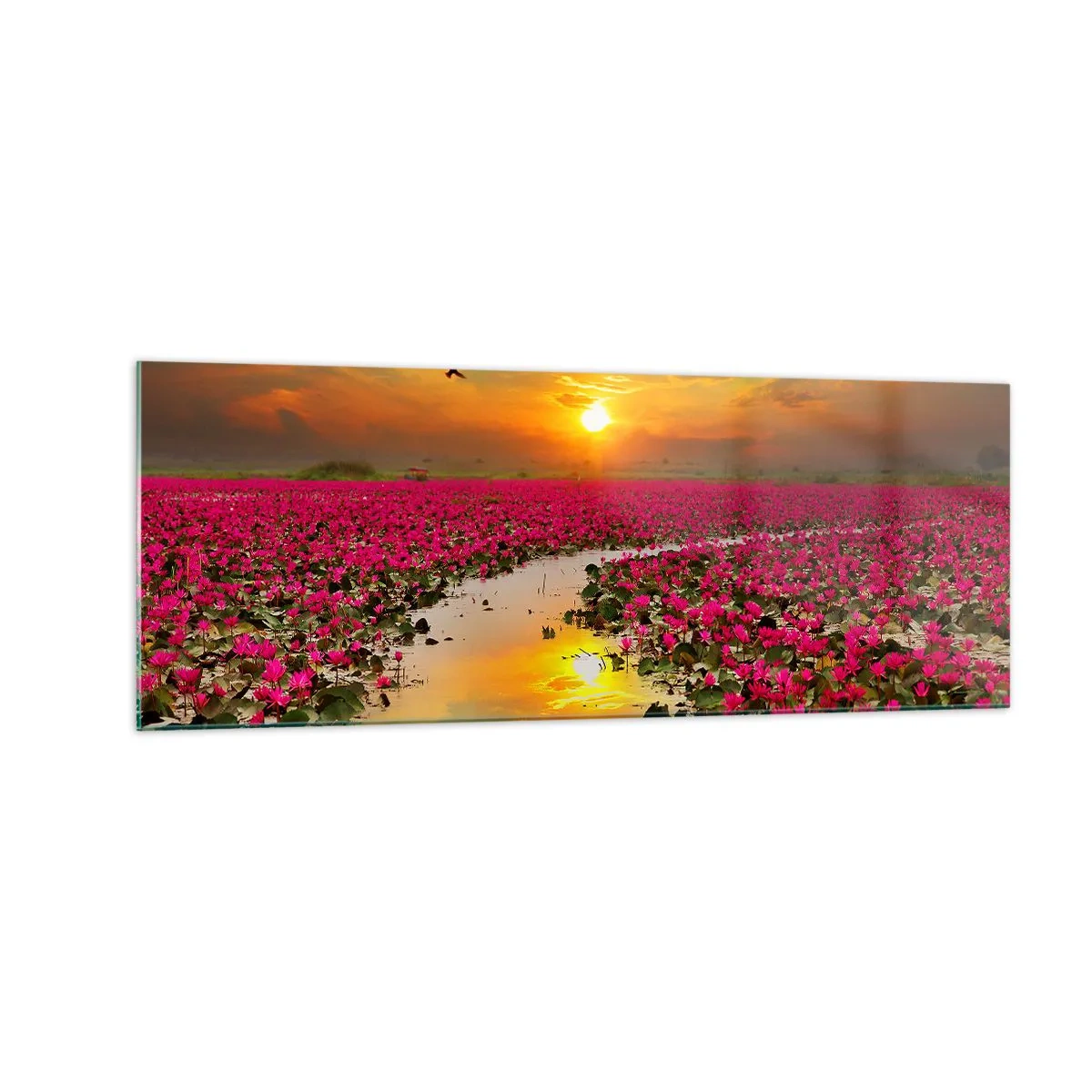 Glasbild - Bild auf glas - Ein Feld mit rosa Seerosen bei Sonnenuntergang - 140x50cm - Das geheime Leben des Sees - Moderne Wanddekoration für Wohnzimmer und Schlafzimmer ARTTOR