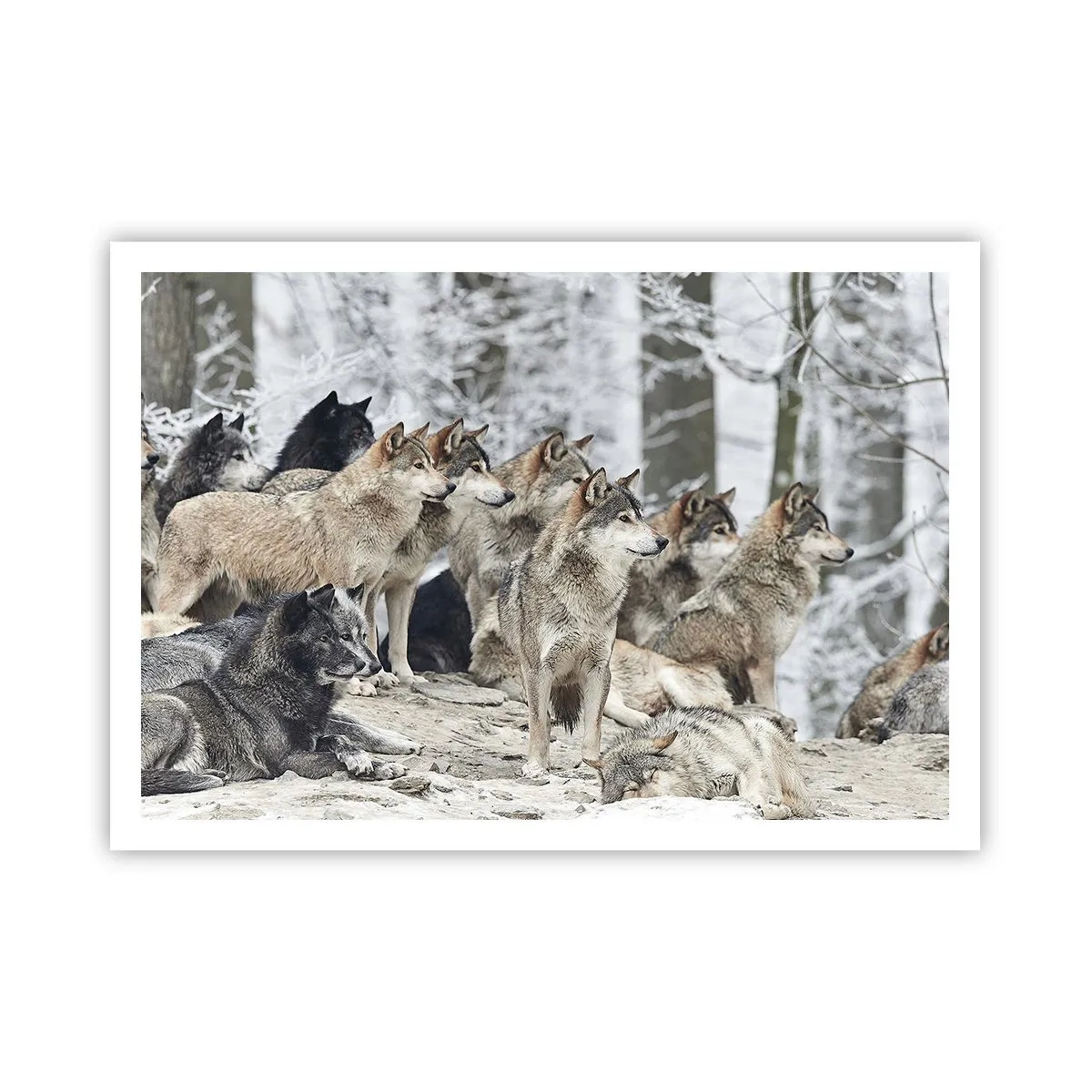 Poster - Ein Wolfsrudel im Winterwald - 100x70cm - Familie und Freunde - Moderne Wanddekoration für Wohnzimmer und Schlafzimmer ARTTOR