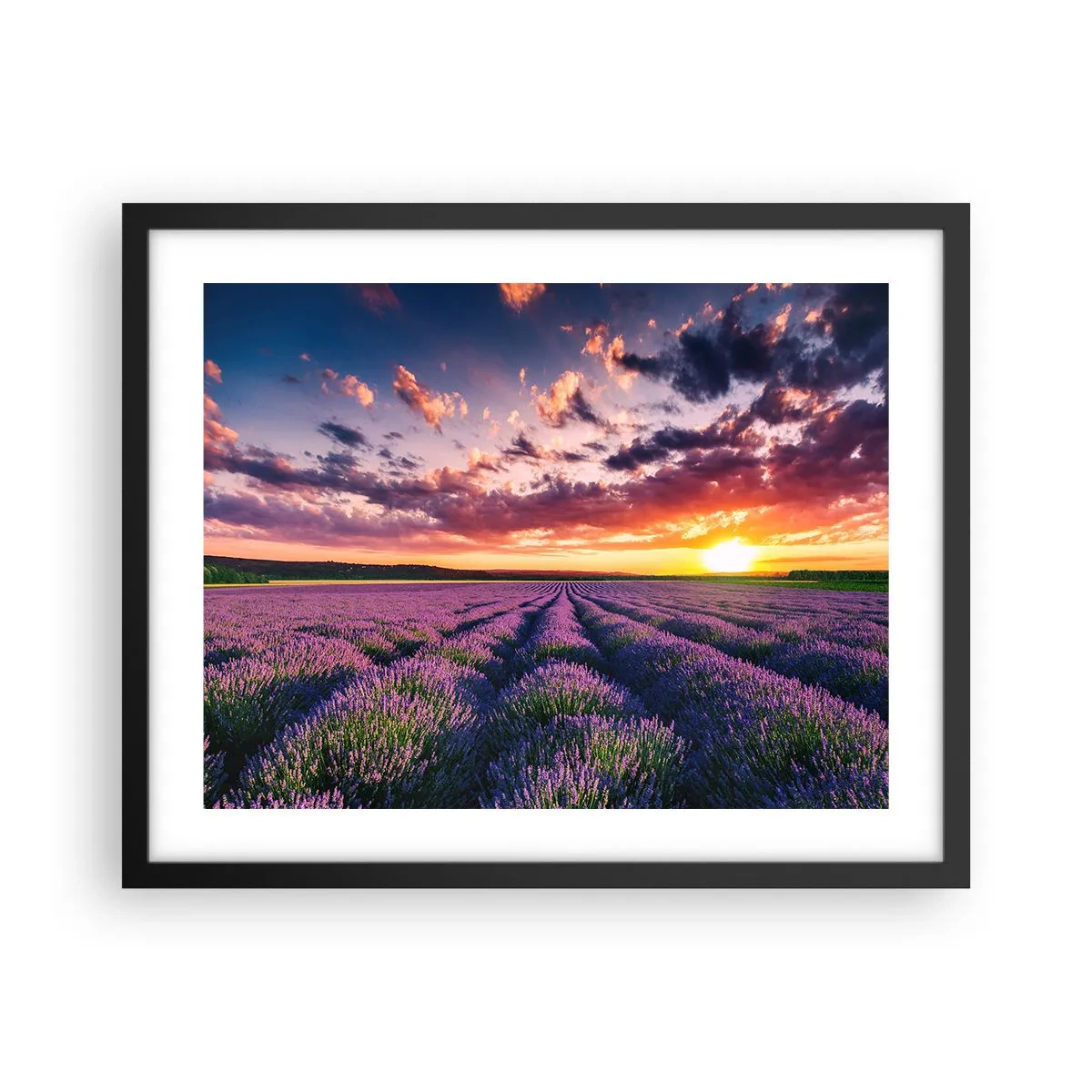 Poster in einem schwarzem Rahmen - Lavendel Welt - 50x40 cm