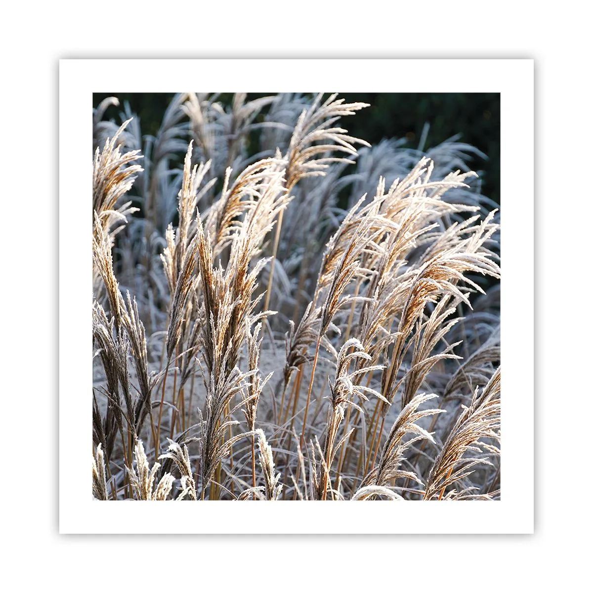 Poster - Gekleidet mit Frost - 50x50 cm