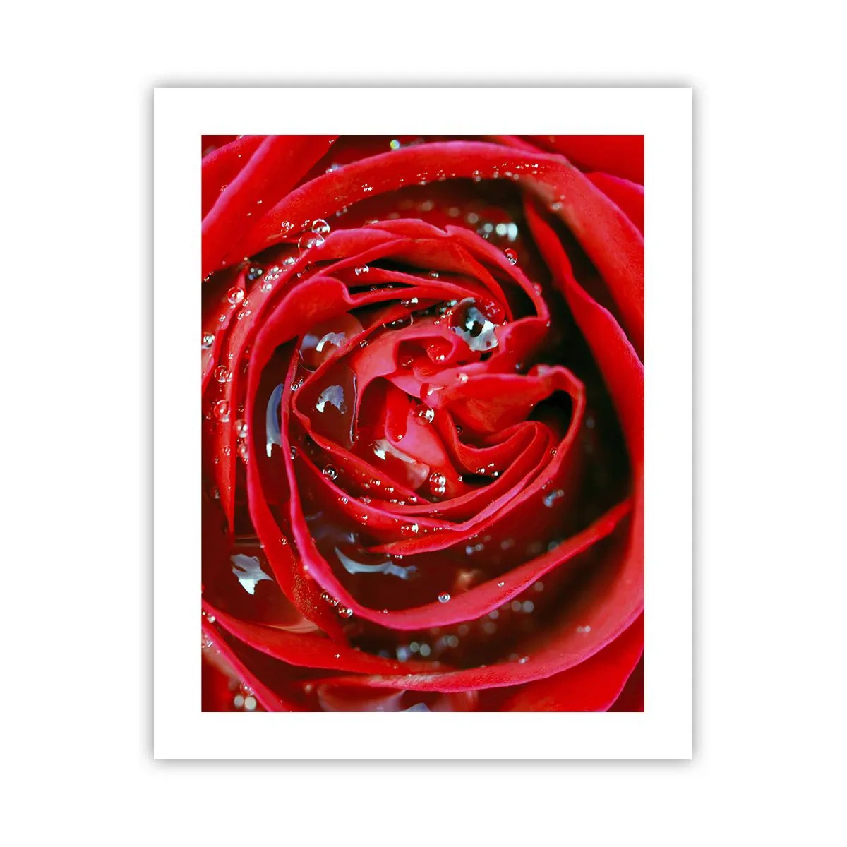 Poster - In den Tautropfen - 40x50 cm