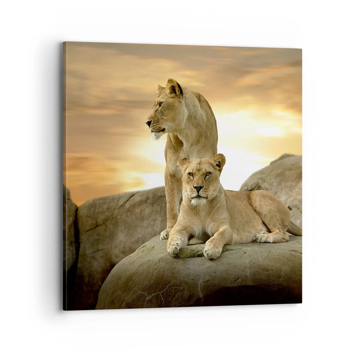 Bild auf Leinwand - Leinwandbild - Königliche Majestät - 70x70 cm