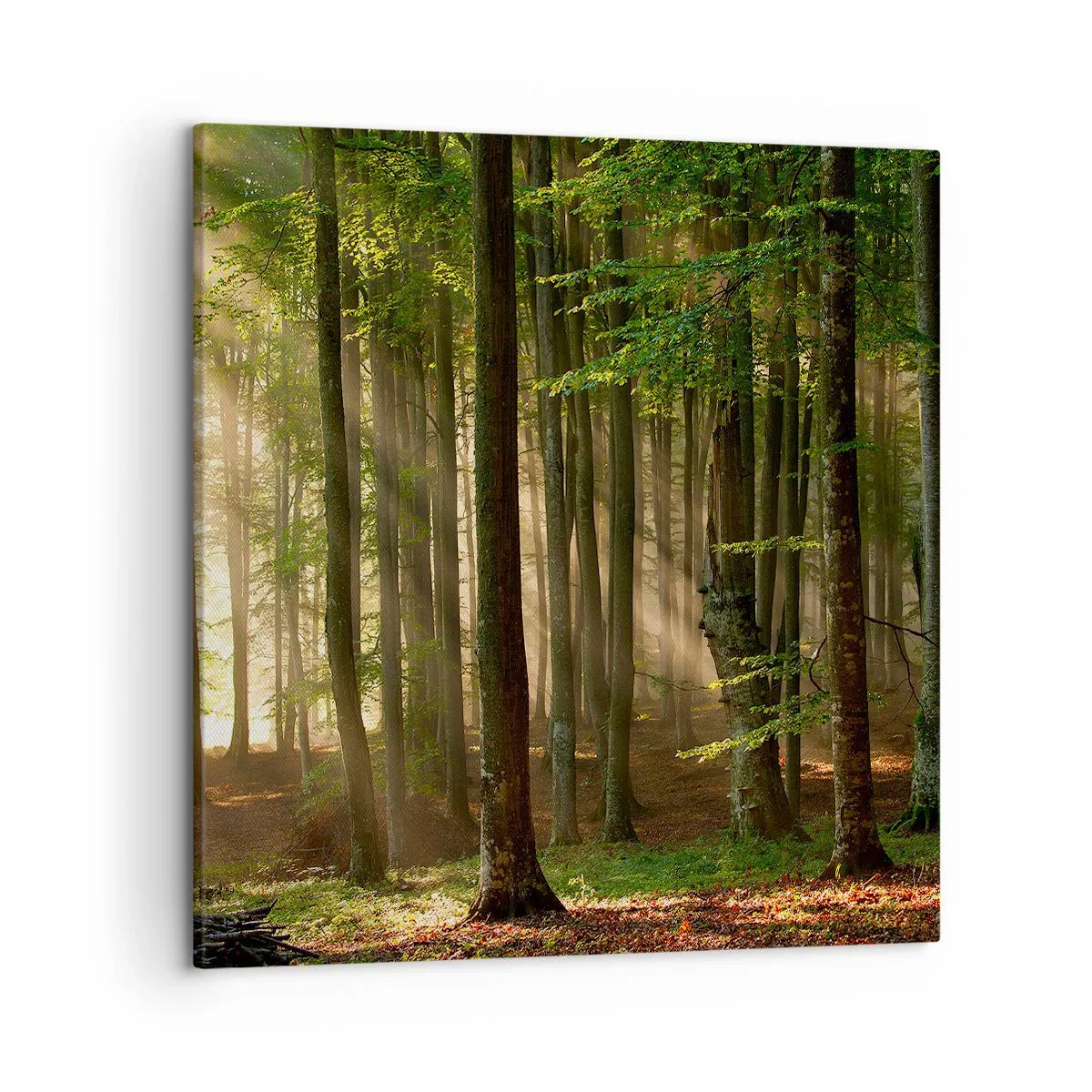 Bild auf Leinwand - Leinwandbild - Strahlend an einem Frühlingsmorgen - 50x50 cm