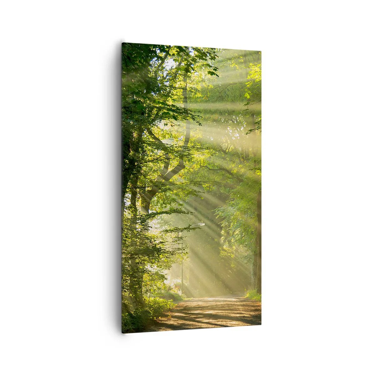 Bild auf Leinwand - Leinwandbild - Waldmoment - 65x120 cm