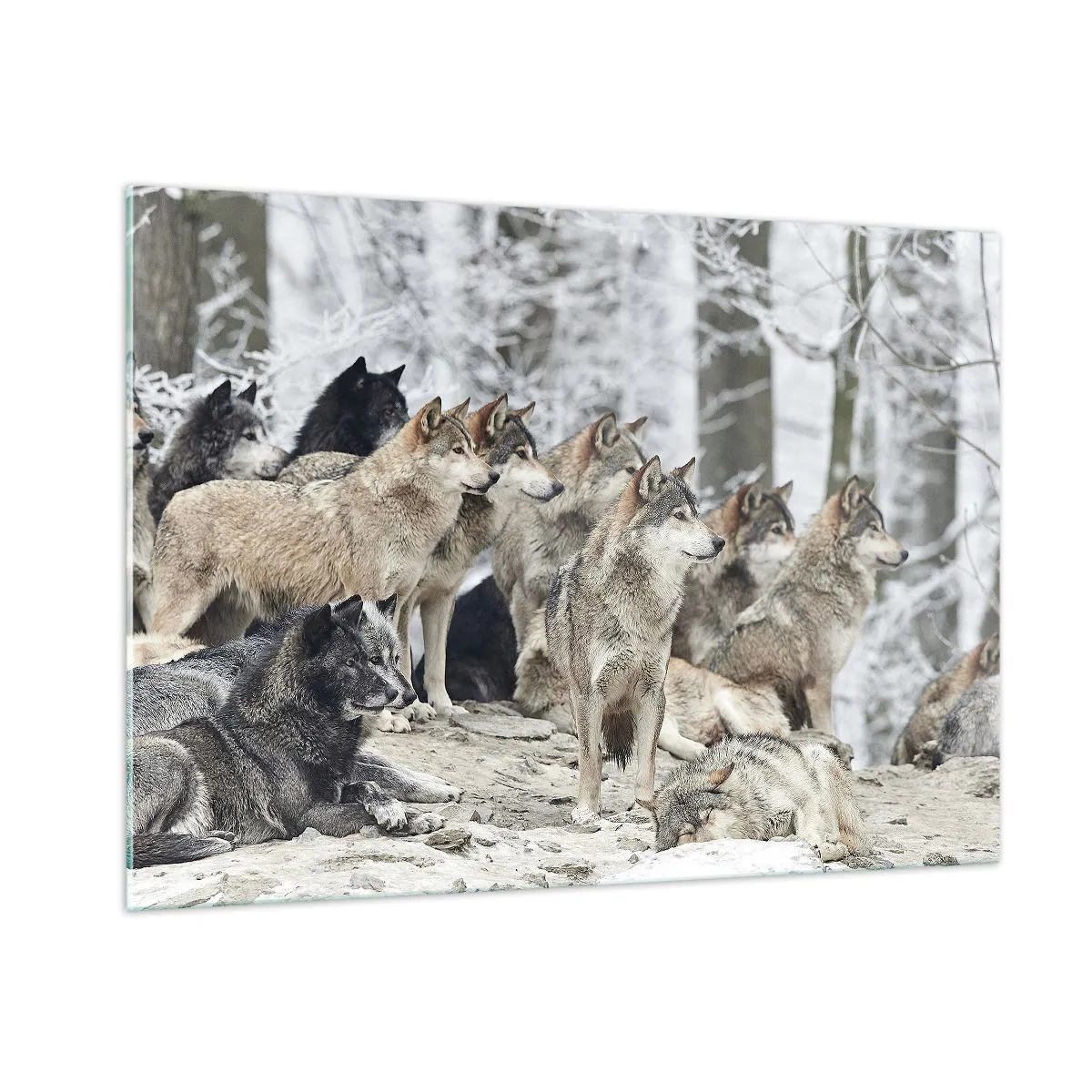 Glasbild - Bild auf glas - Ein Wolfsrudel im Winterwald - 100x70cm - Familie und Freunde - Moderne Wanddekoration für Wohnzimmer und Schlafzimmer ARTTOR