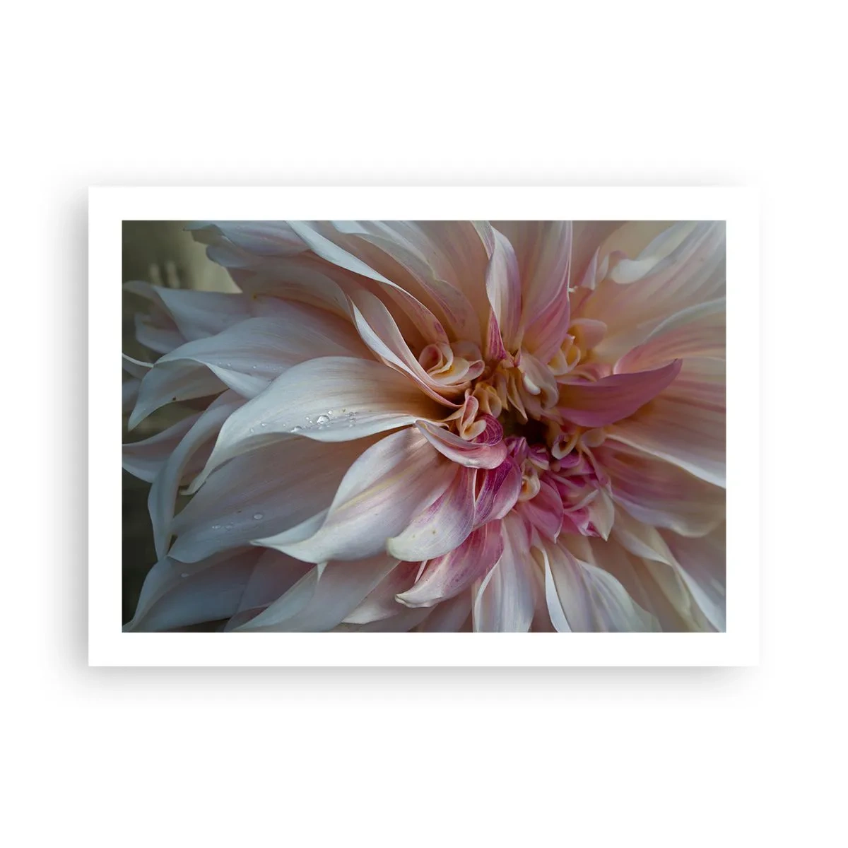 Poster - Blühende Frische - 70x50 cm