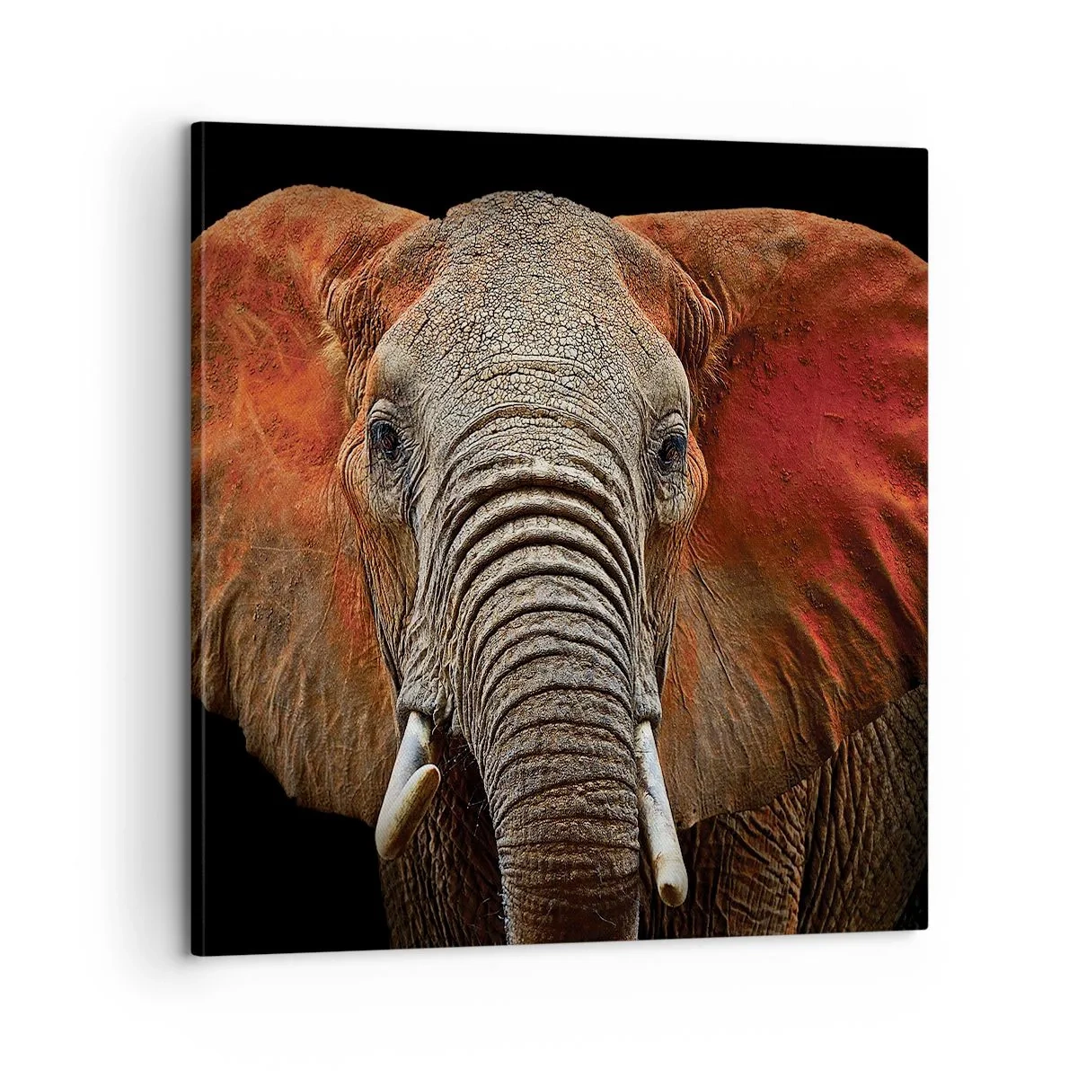 Bild auf Leinwand - Leinwandbild - Ich bin wild und du? - 60x60 cm