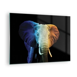 Glasbild - Bild auf glas - Buntes Porträt eines Elefanten auf schwarzem Hintergrund - 70x50cm - Exzentrisch, kein Verrückter - Moderne Wanddekoration für Wohnzimmer und Schlafzimmer ARTTOR