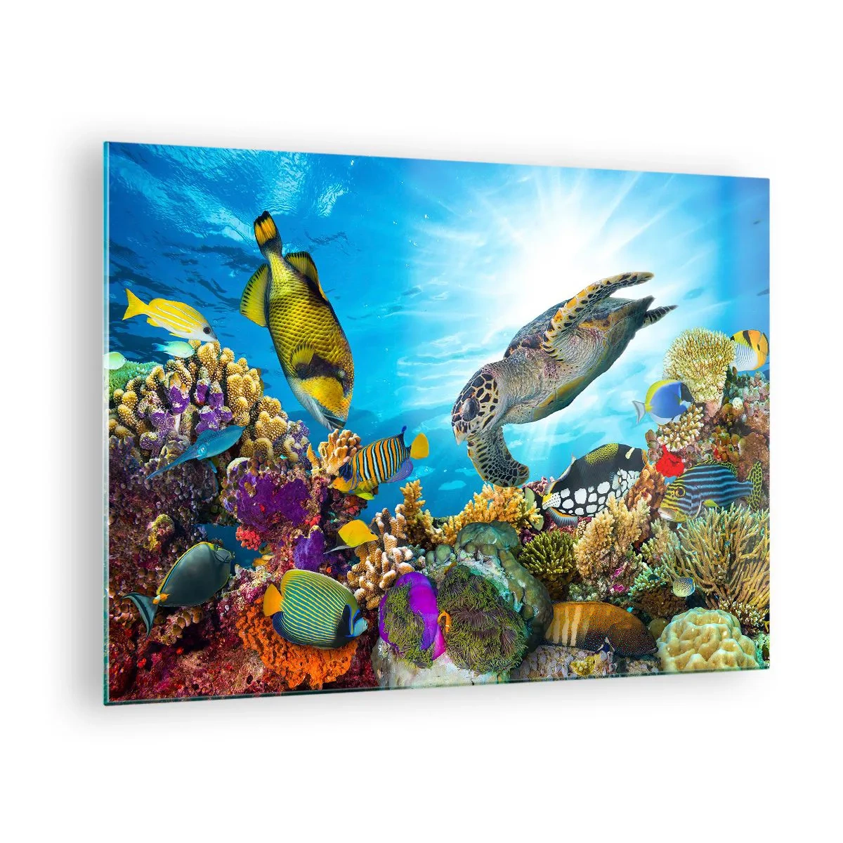 Glasbild - Bild auf glas - Unterwasserszene mit Schildkröten, Fischen und Korallen - 70x50cm - Korallenpromenade - Moderne Wanddekoration für Wohnzimmer und Schlafzimmer ARTTOR