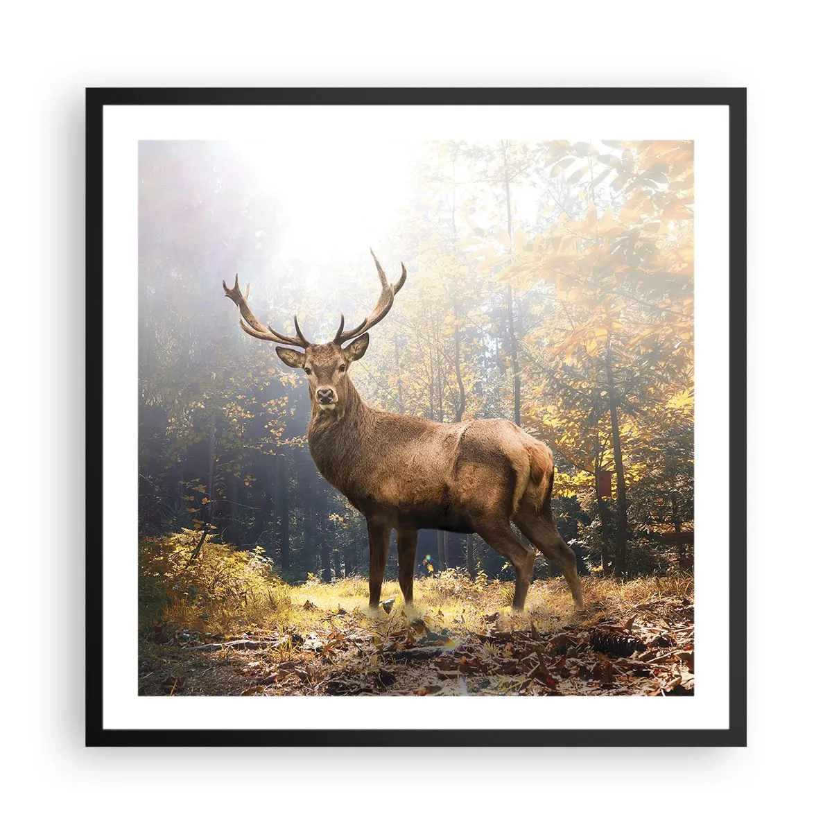 Poster in einem schwarzem Rahmen - In voller Majestät - 60x60 cm