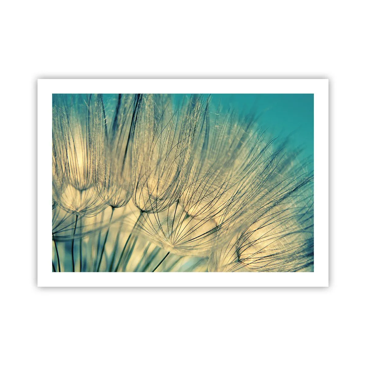 Poster - In Erwartung des Windes - 70x50 cm