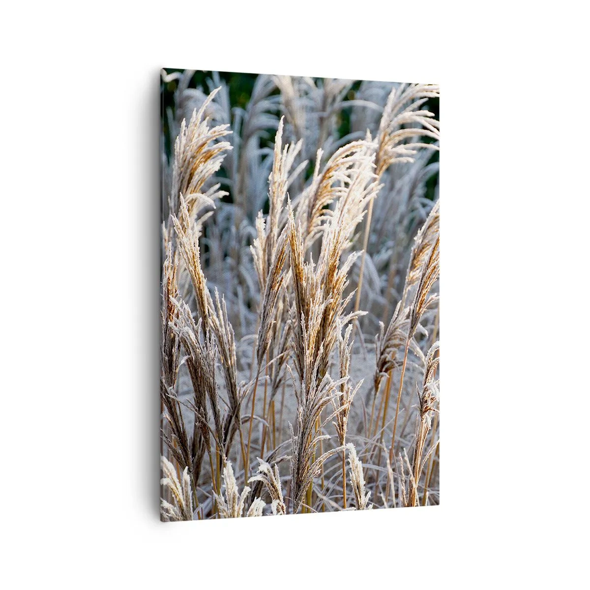 Bild auf Leinwand - Leinwandbild - Winterliche Grashalme mit Frost bedeckt vor einem dunkelgrünen Hintergrund - 70x100cm - Gekleidet mit Frost - Moderne Wanddekoration für Wohnzimmer und Schlafzimmer ARTTOR