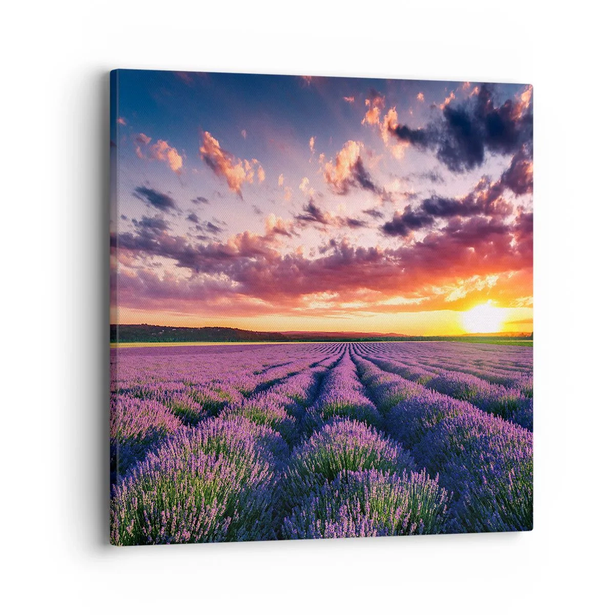 Bild auf Leinwand - Leinwandbild - Lavendel Welt - 40x40 cm
