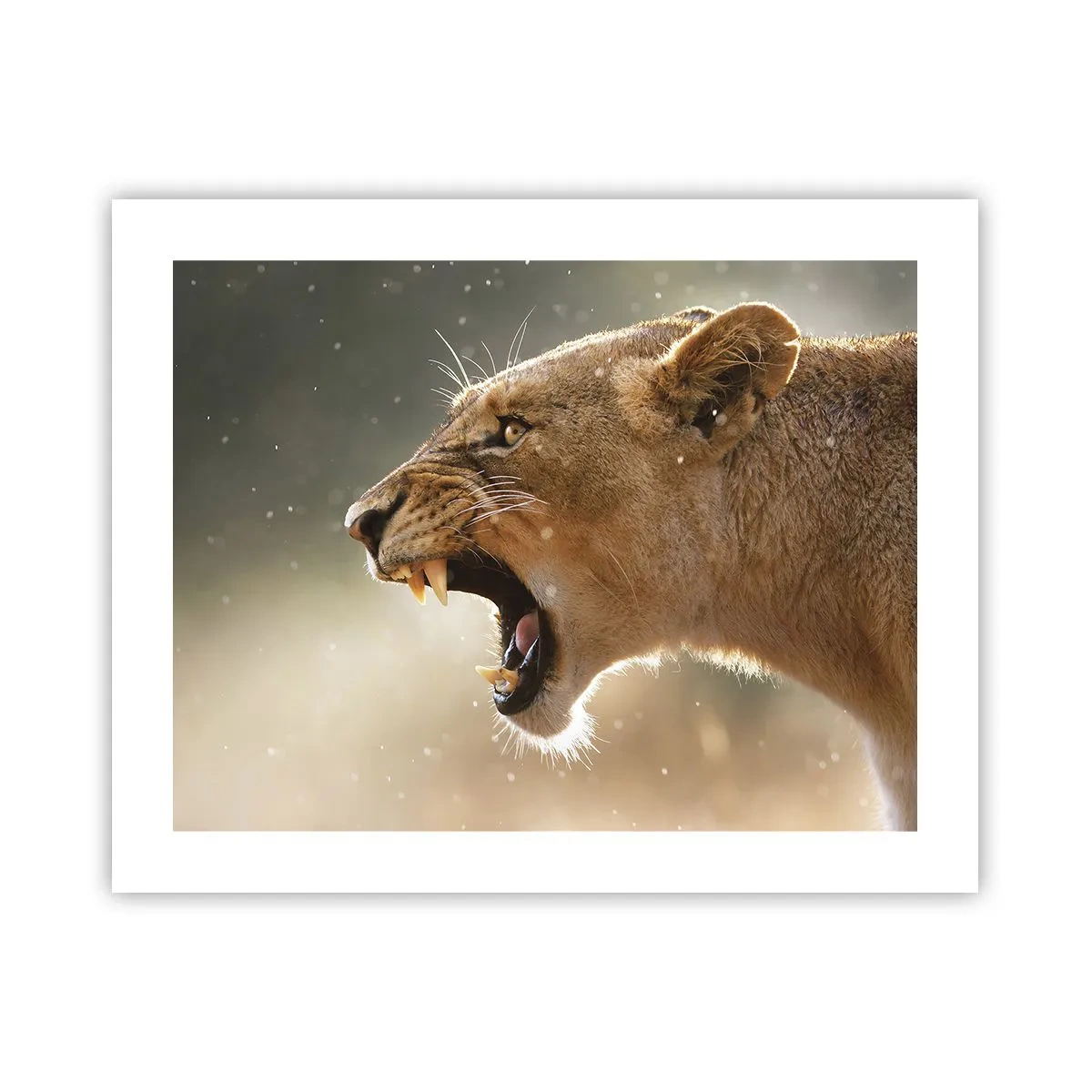 Poster - Versuch, nicht zuzuhören - 50x40 cm