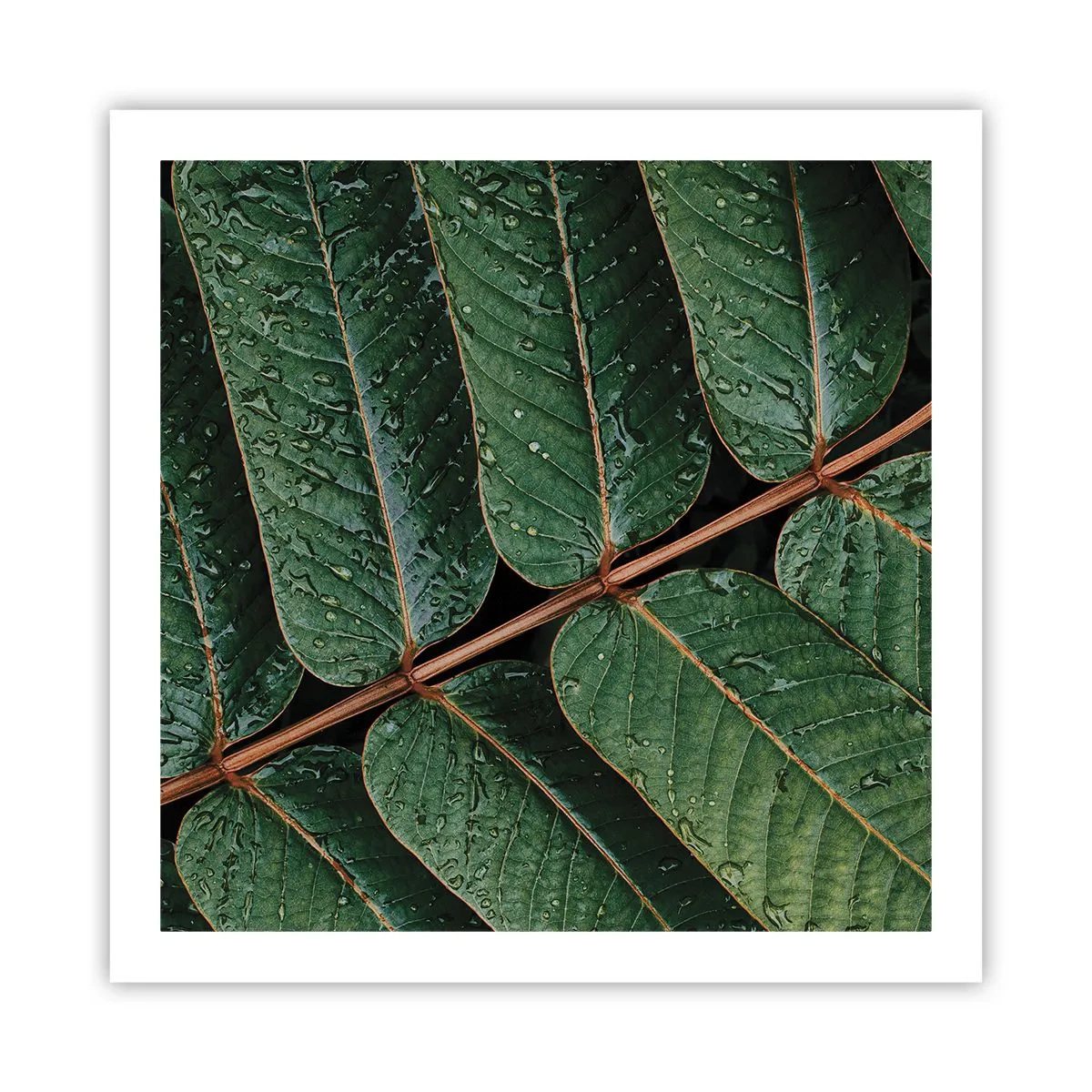 Poster - Im grünen Rhythmus - 60x60 cm