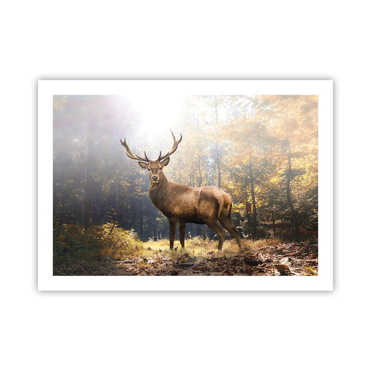 Poster - In voller Majestät - 70x50 cm