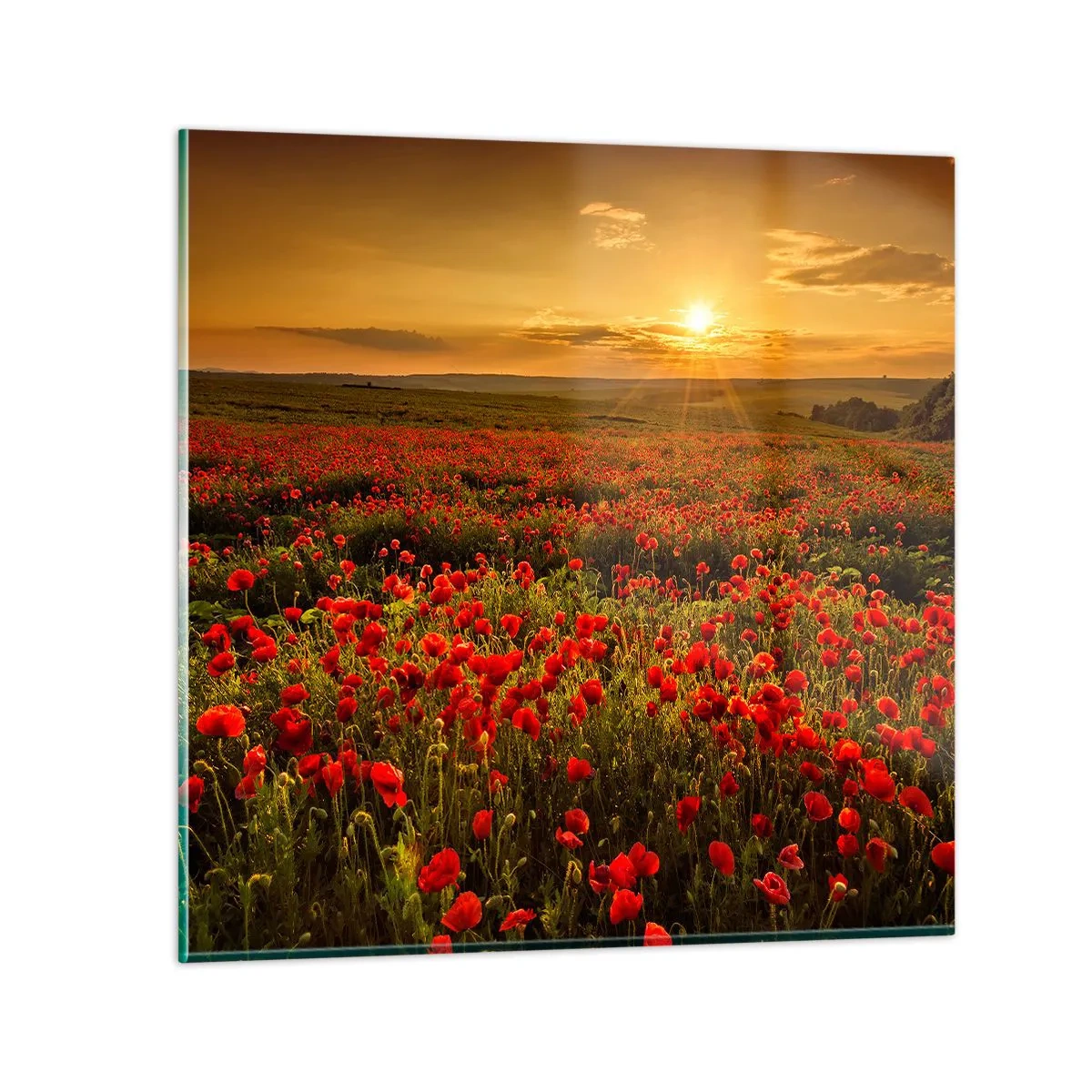 Glasbild - Bild auf glas - Unter den Wellen raschelnder Wiesen, unter den Blumen der Flut - 30x30 cm