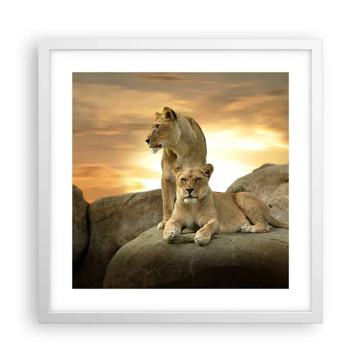 Poster in einem weißen Rahmen - Königliche Majestät - 40x40 cm