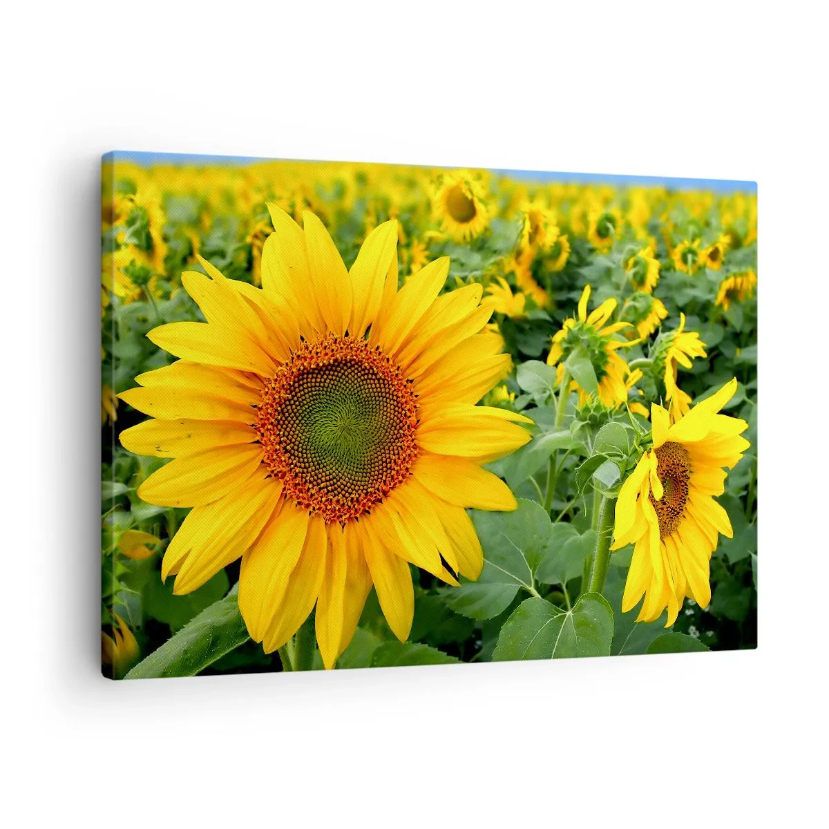 Bild auf Leinwand - Leinwandbild - Ein Feld mit Sonnenblumen und gelben Blüten vor einem Hintergrund aus grünen Blättern - 70x50cm - Hunderte von Sonnen flammten auf - Moderne Wanddekoration für Wohnzimmer und Schlafzimmer ARTTOR