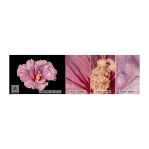 Fototapeten Muster Premium Sand - Direkt ins Herz - Blume, Stück, Grafik - 100x30 cm